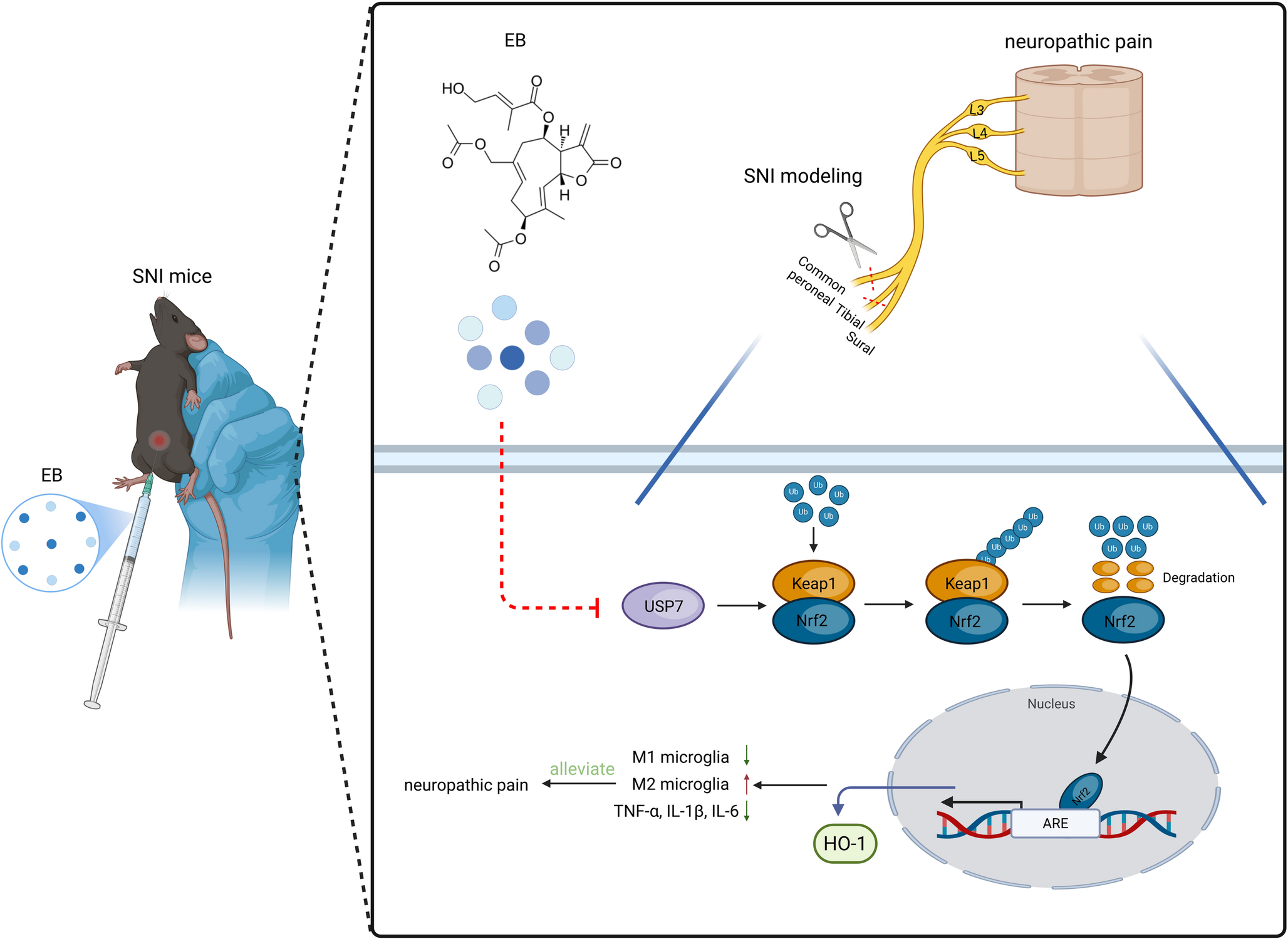 The Small Molecule Compound Eupalinolide B Alleviates Neuropathic Pain by Regulating the USP7/Keap1/Nrf2 Pathway