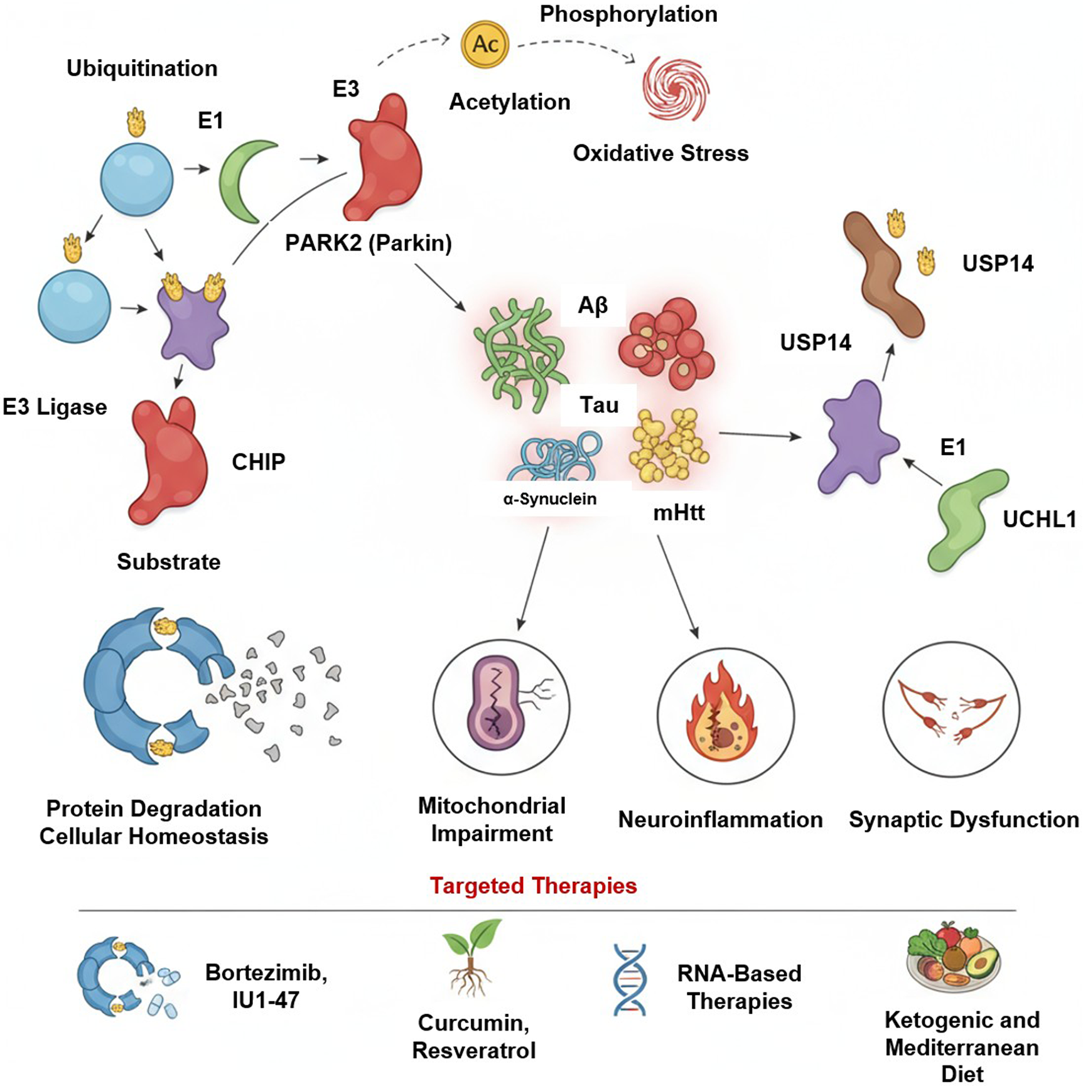 The Ubiquitin–Proteasome System in Brain Disorders: Pathogenic Pathways, Post-Translational Tweaks, and Therapeutic Frontiers