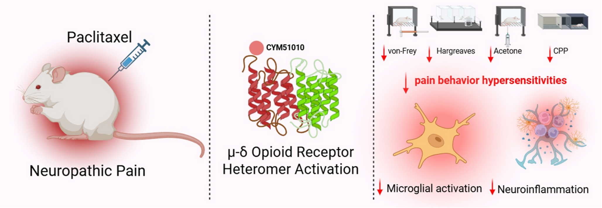 Activation of µ-δ Opioid Receptor Heteromer Attenuates Chemotherapy-Induced Neuropathic Pain in Mice