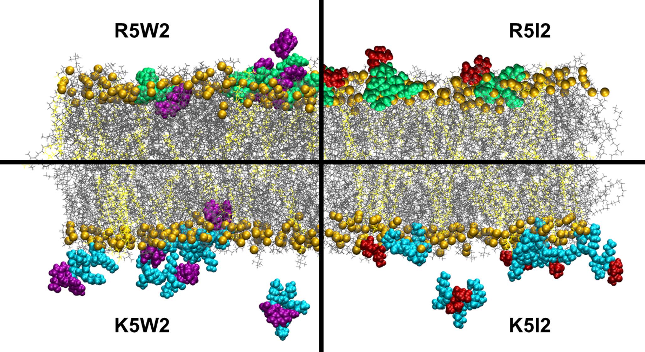 Deciphering the Influence of Side Chains of Short Cationic Hydrophobic Peptides on Macroscopic and Molecular Properties of Mixed Lipid Bilayers