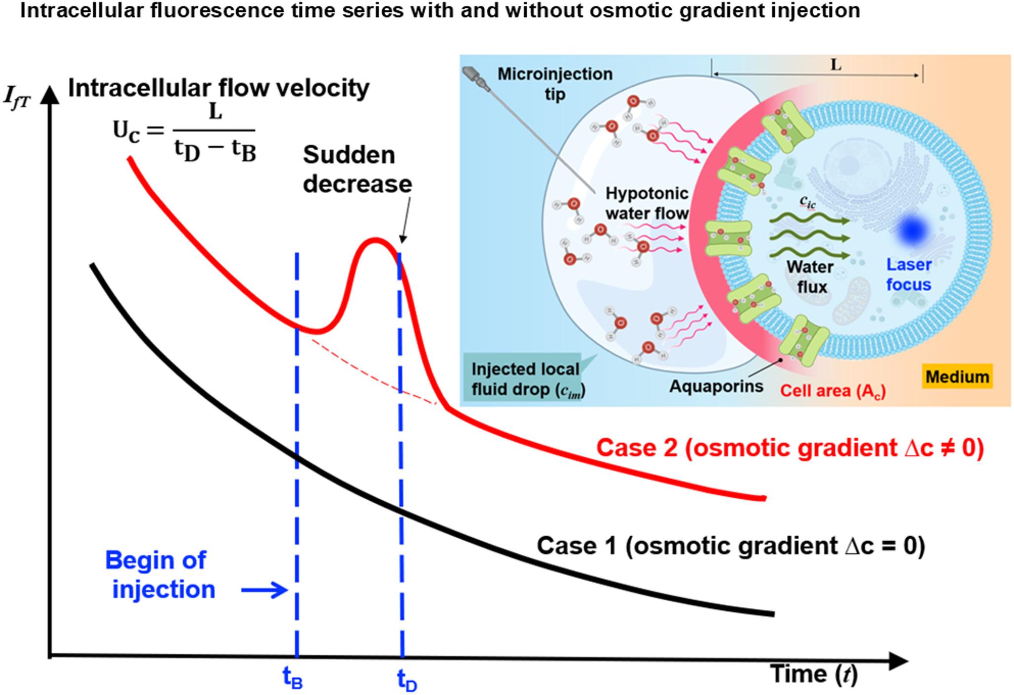Rapid Single-cell Measurement of Transient Transmembrane Water Flow under Osmotic Gradient