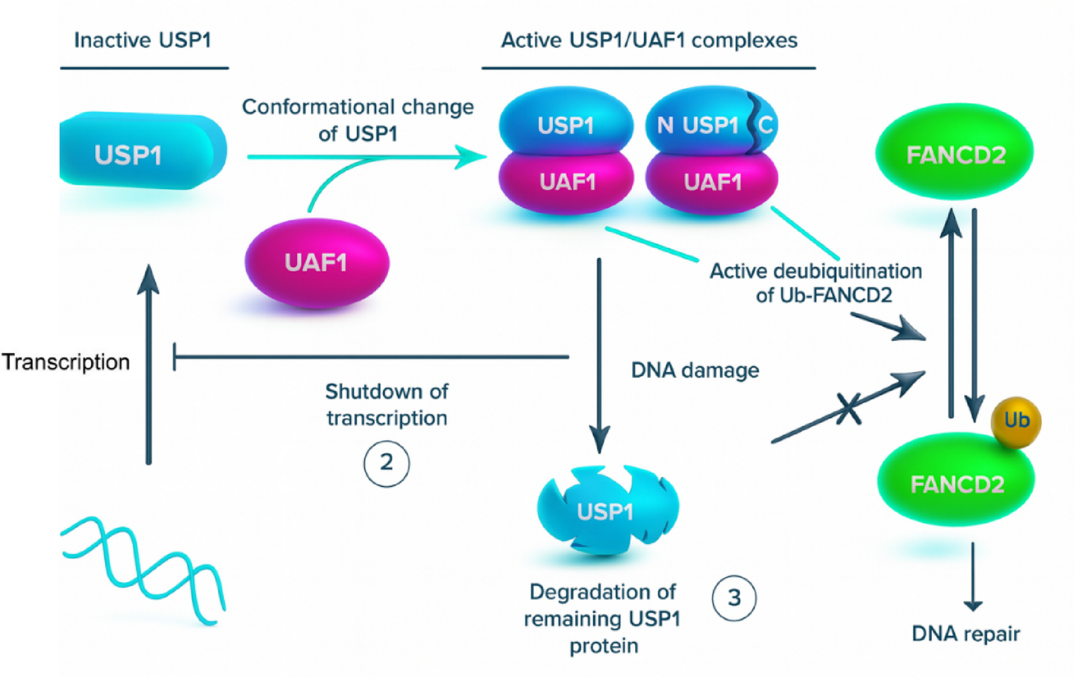 Disrupting the USP1–UAF1 deubiquitinase complex: a master regulator of replication stress and frontier target in cancer therapy
