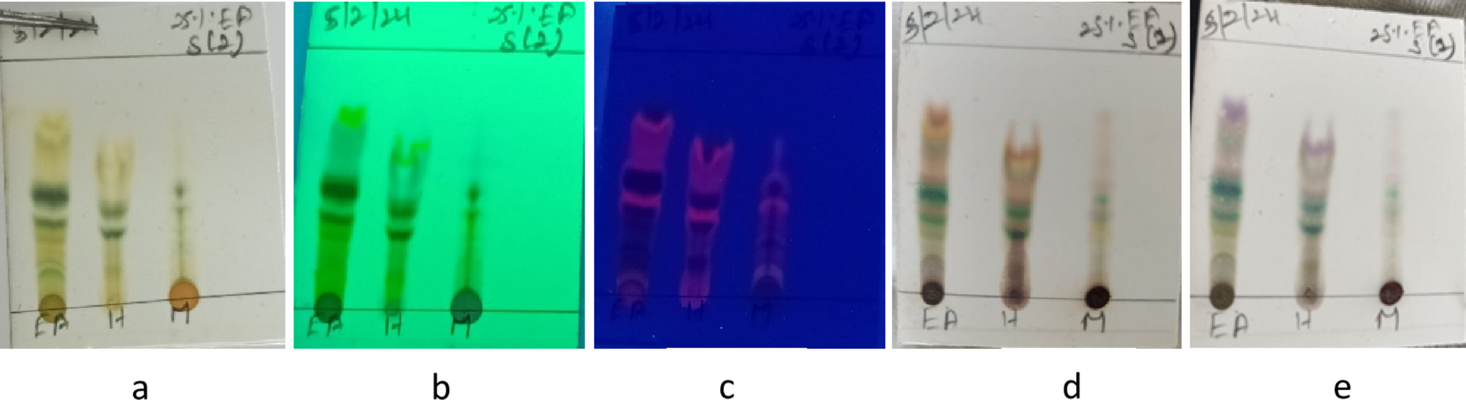  ethyl acetate extract suppresses HepG2 hepatocellular carcinoma cell proliferation via PCNA downregulation and mitochondria-mediated apoptosis
