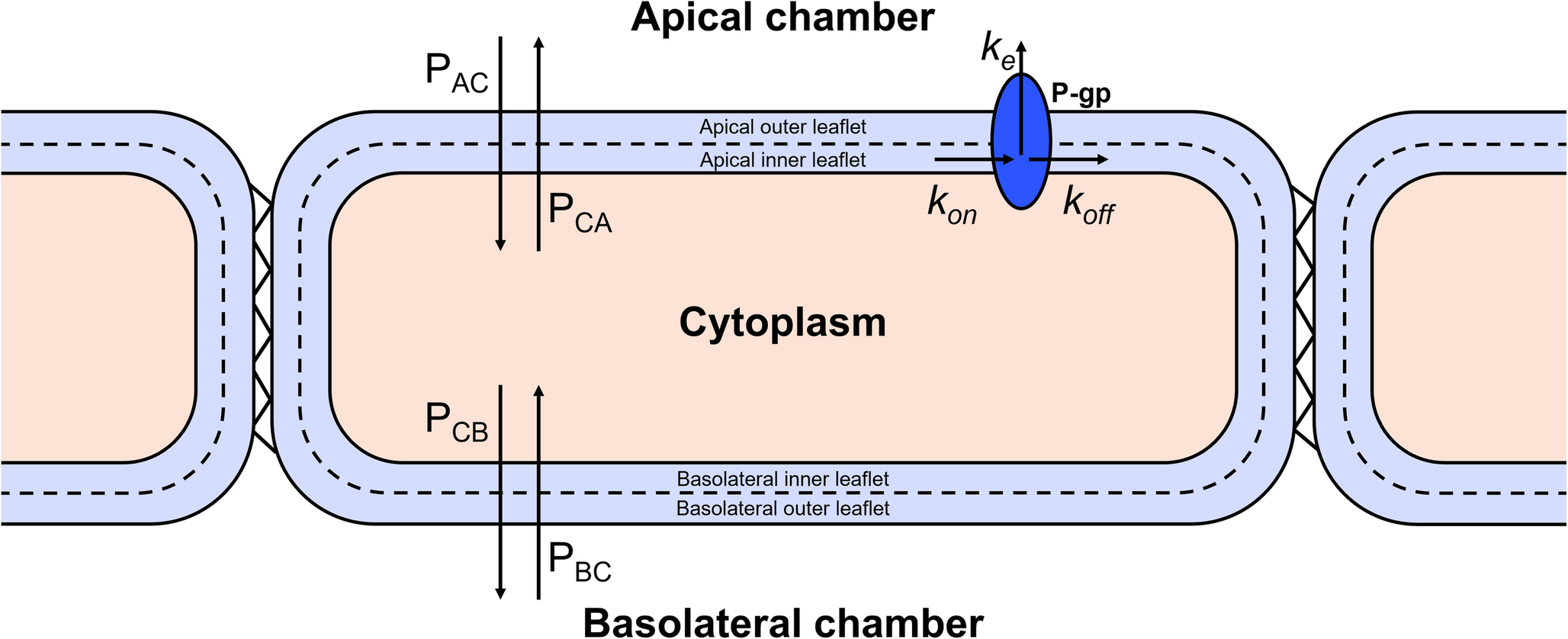 Simulation-based assessment of the P-glycoprotein expression-activity relationship shows a drug and system dependency