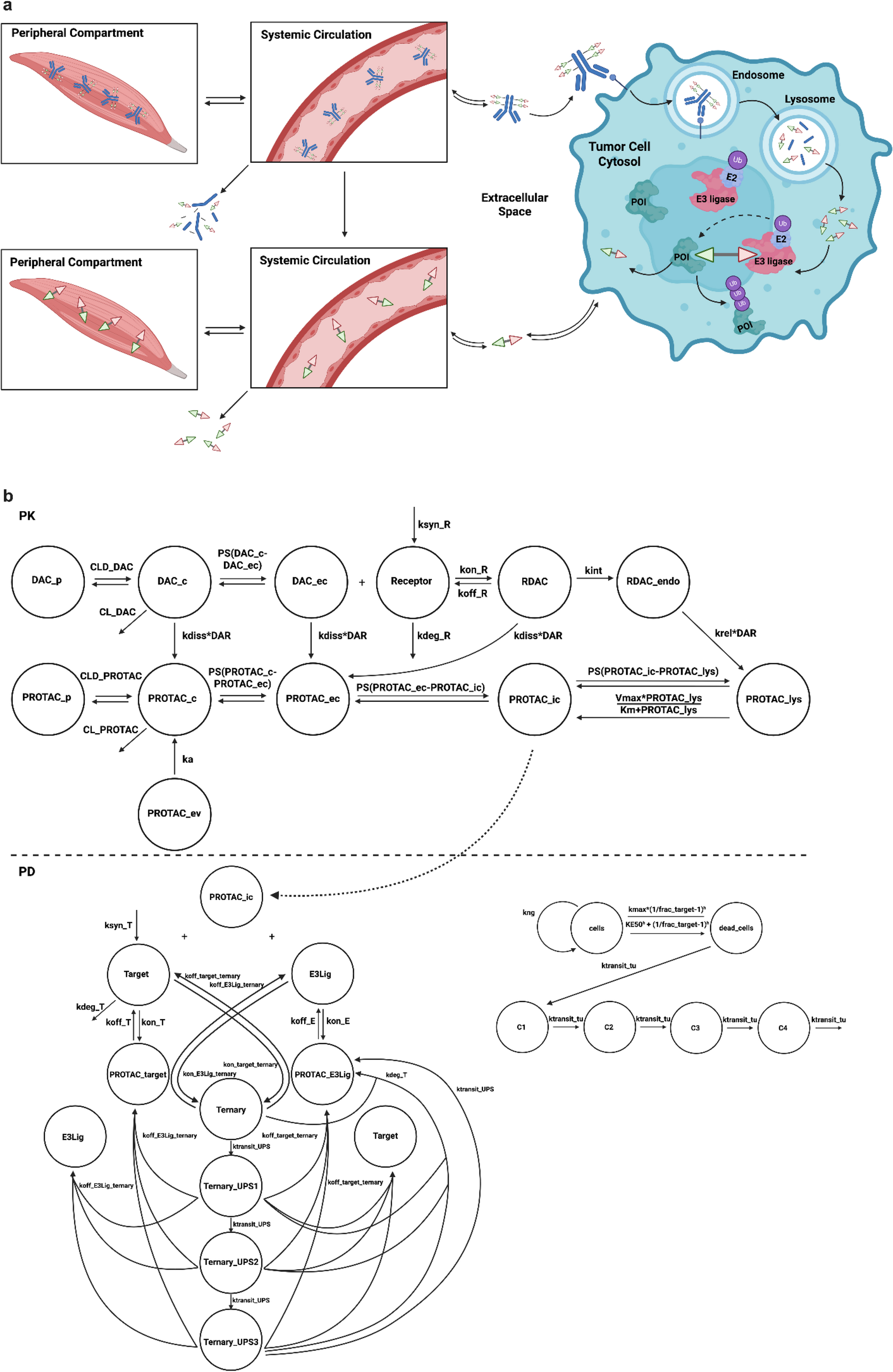 A mechanistic pharmacokinetic-pharmacodynamic model for degrader-antibody conjugates
