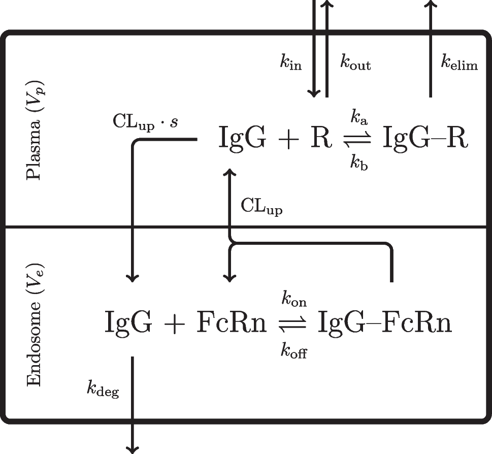 On the coupling between a basic FcRn mechanism and target-mediated disposition of antibodies