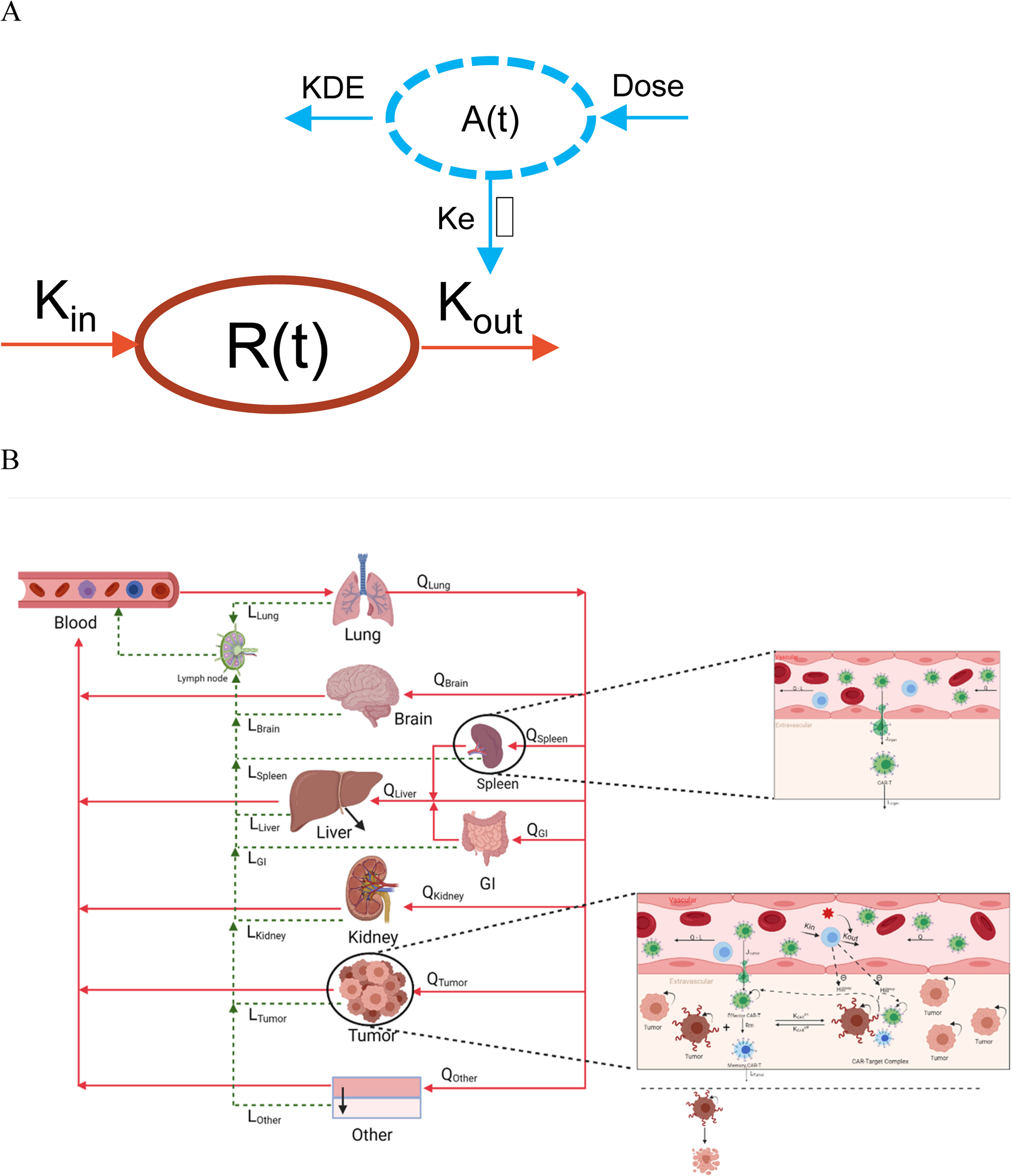 Characterization of CAR-T cellular kinetics and efficacy in solid tumor patients with and without prior lymphodepletion chemotherapy using a PBPK-PD model