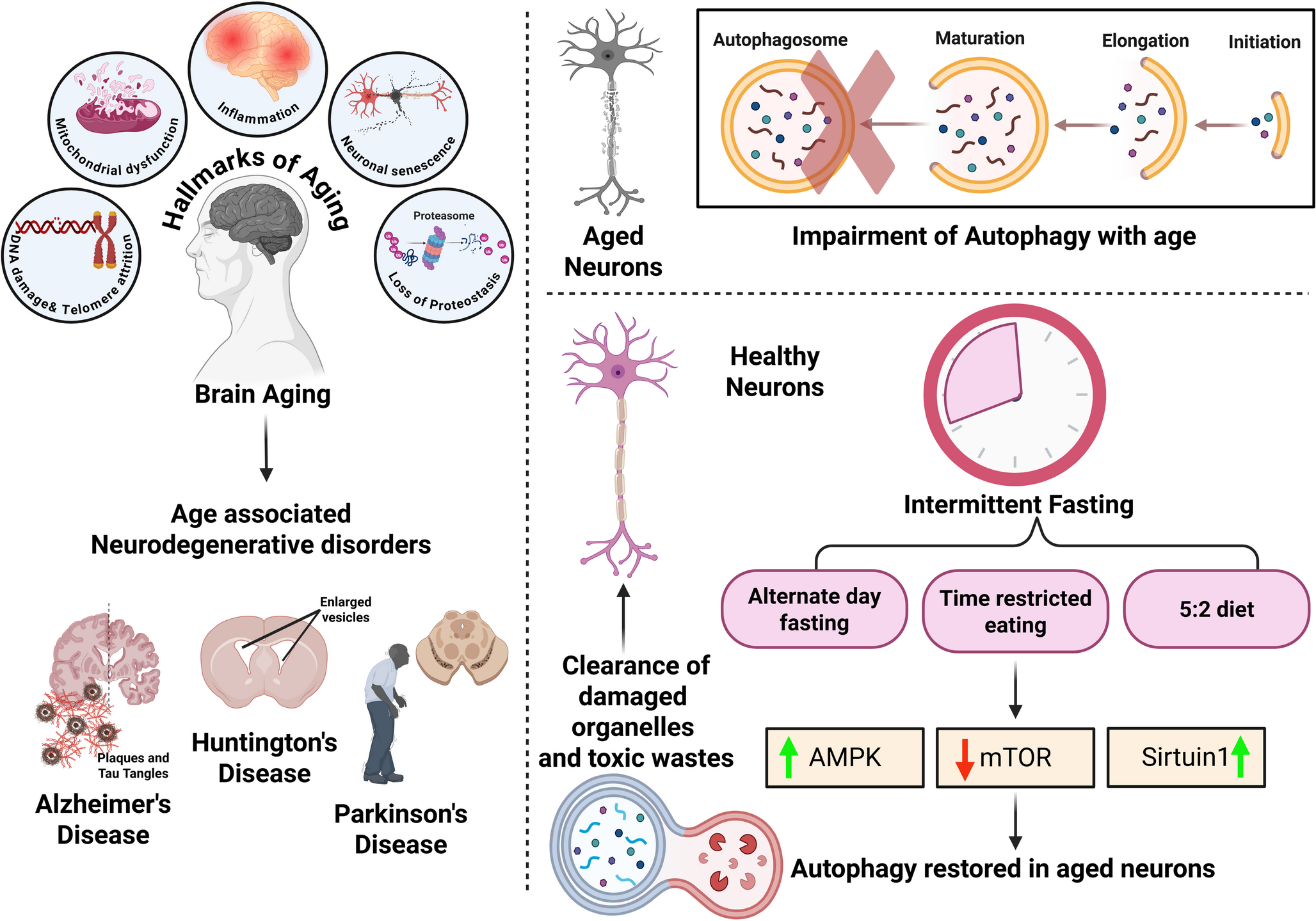Interplay Between Autophagy, Cellular Senescence, and Brain Aging: Neuroprotective Implications of Intermittent Fasting