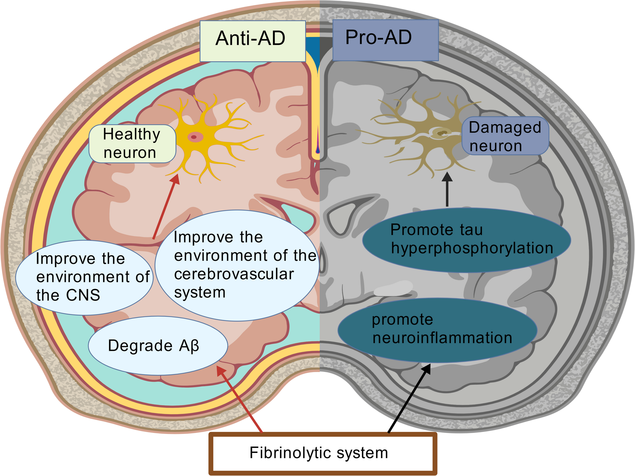 The Double-Edged Sword Effect of the Fibrinolytic System in Alzheimer’s Disease