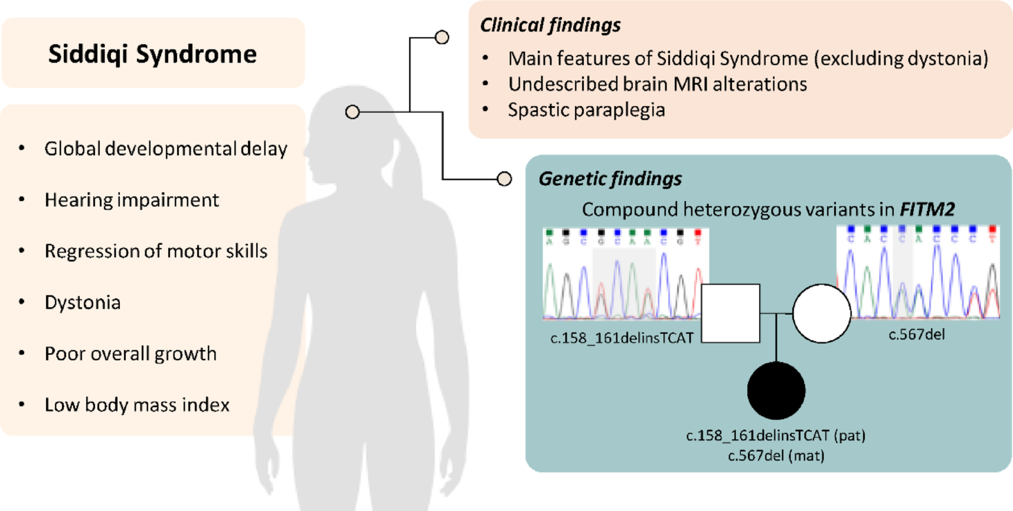 Neuroradiological Phenotype Expansion of the Siddiqi Syndrome: A Case Report