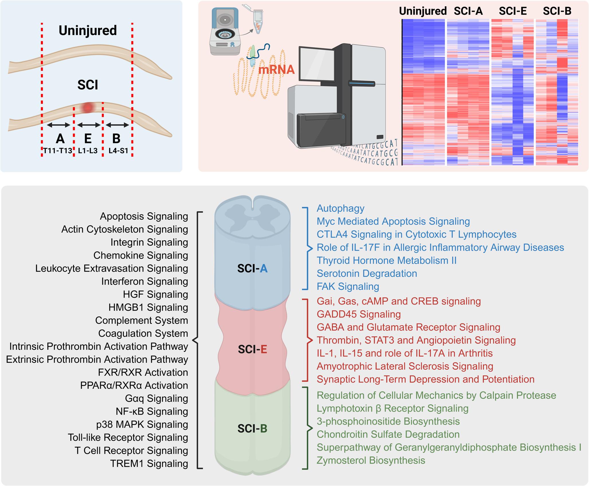 Regional Molecular Diversity in Chronic Spinal Cord Injury