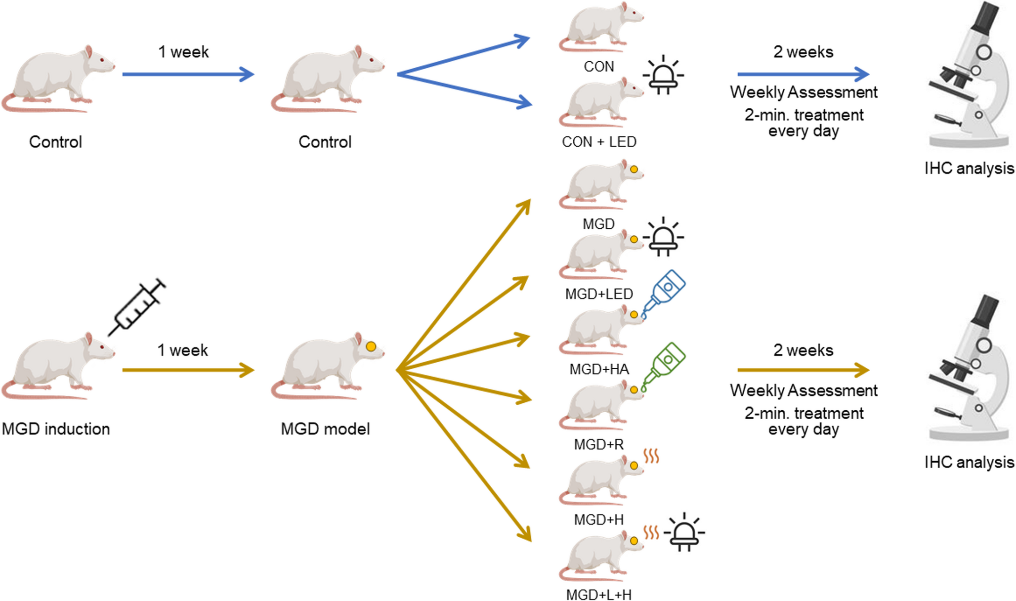Therapeutic efficacy and safety of a multi-wavelength LED irradiation device in a rat model of meibomian gland dysfunction