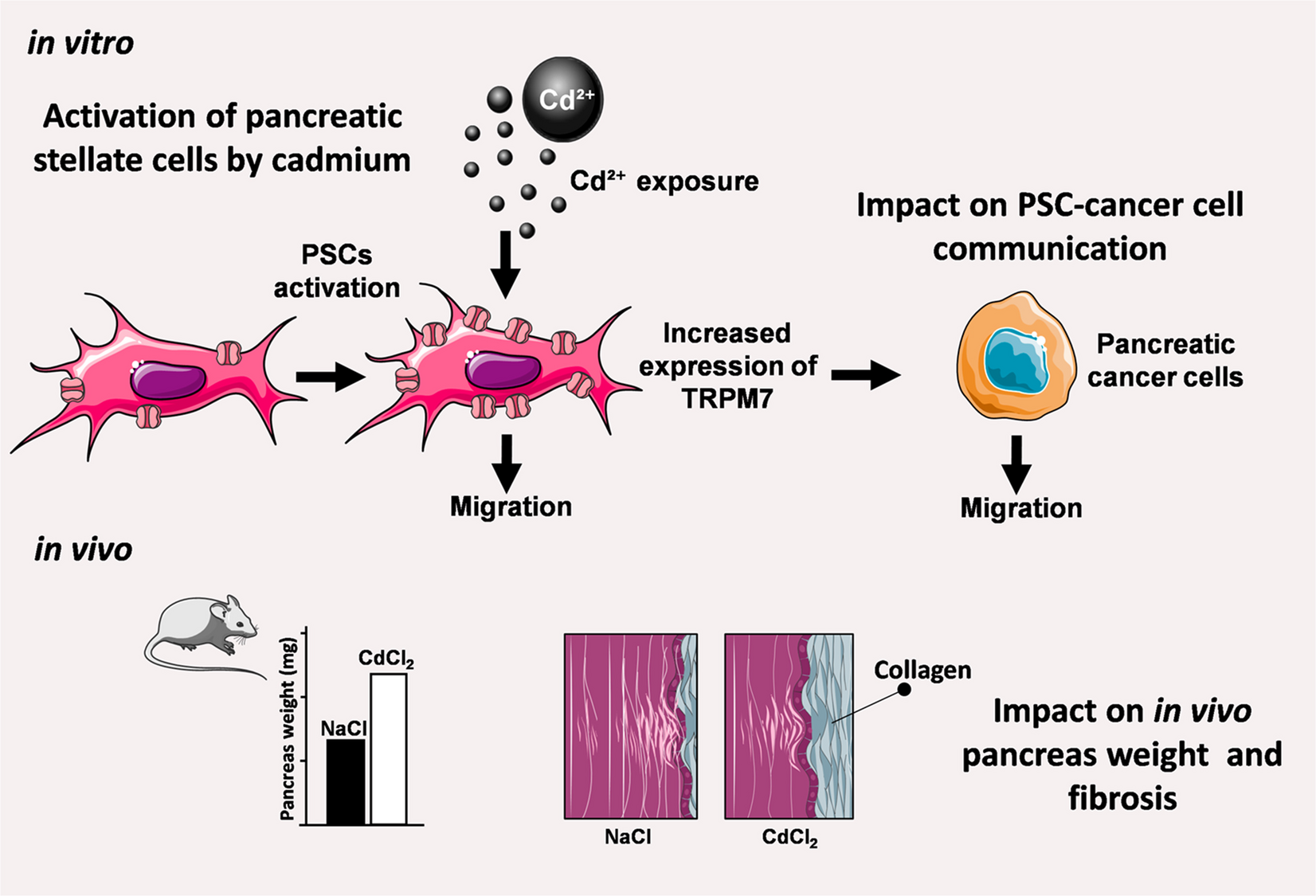 Chronic cadmium exposure promotes TRPM7-dependent acquisition of a myofibroblast-like phenotype in pancreatic stellate cells