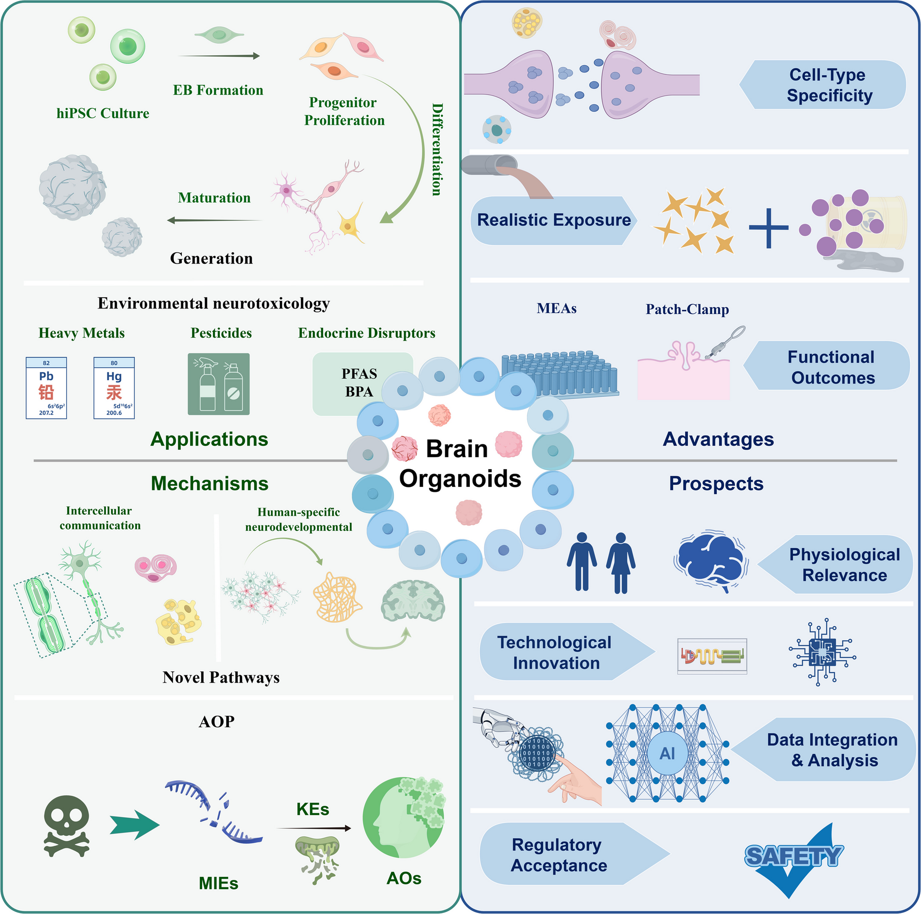 Brain organoids in environmental neurotoxicology: applications, mechanisms, and future perspectives