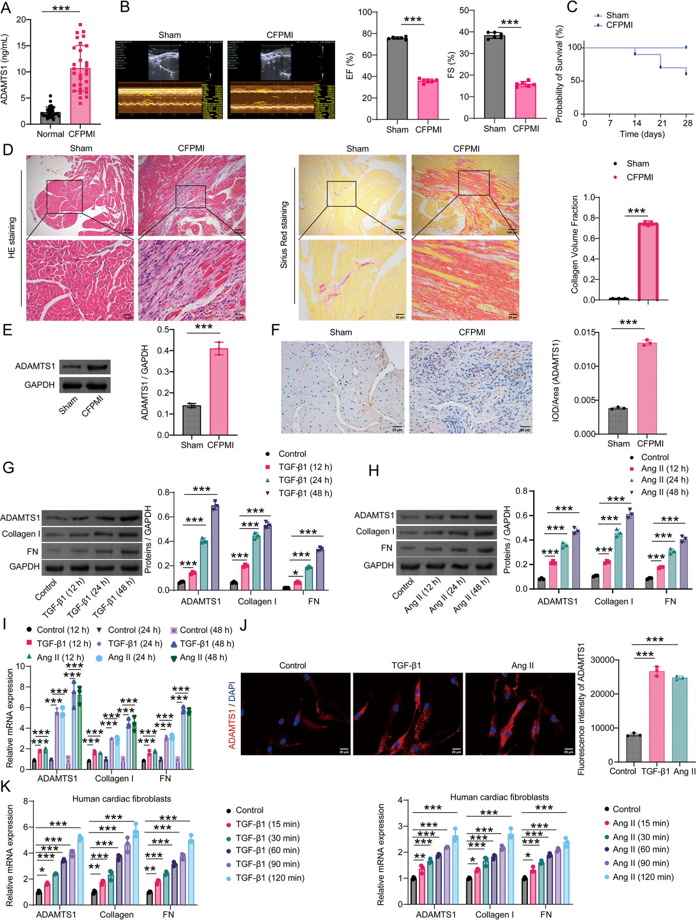 Targeting ADAMTS1/HDAC6 alleviates TGF-β1/SMAD2-associated cardiac fibrosis in cardiac fibrosis post-myocardial infarction