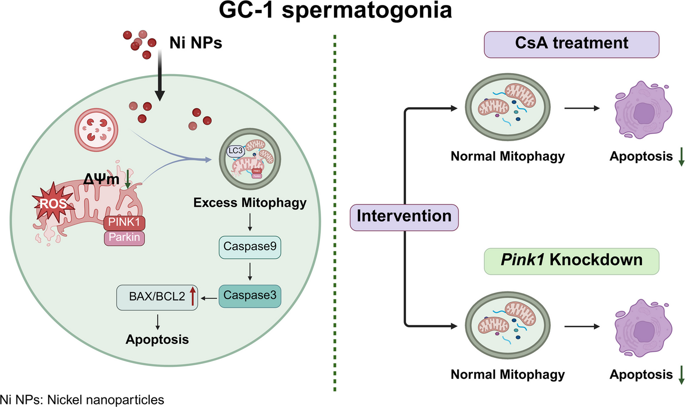 Overloaded mitochondrial stress drives reproductive damage in GC-1 mouse spermatogonia cells exposed to nickel nanoparticle