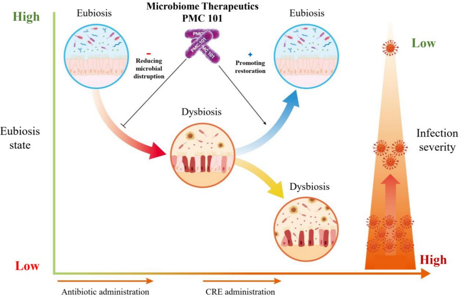 Microbiome therapeutic PMC101 inhibits the translocation of carbapenem-resistant  while enhancing eubiosis in antibiotic-induced dysbiosis mice