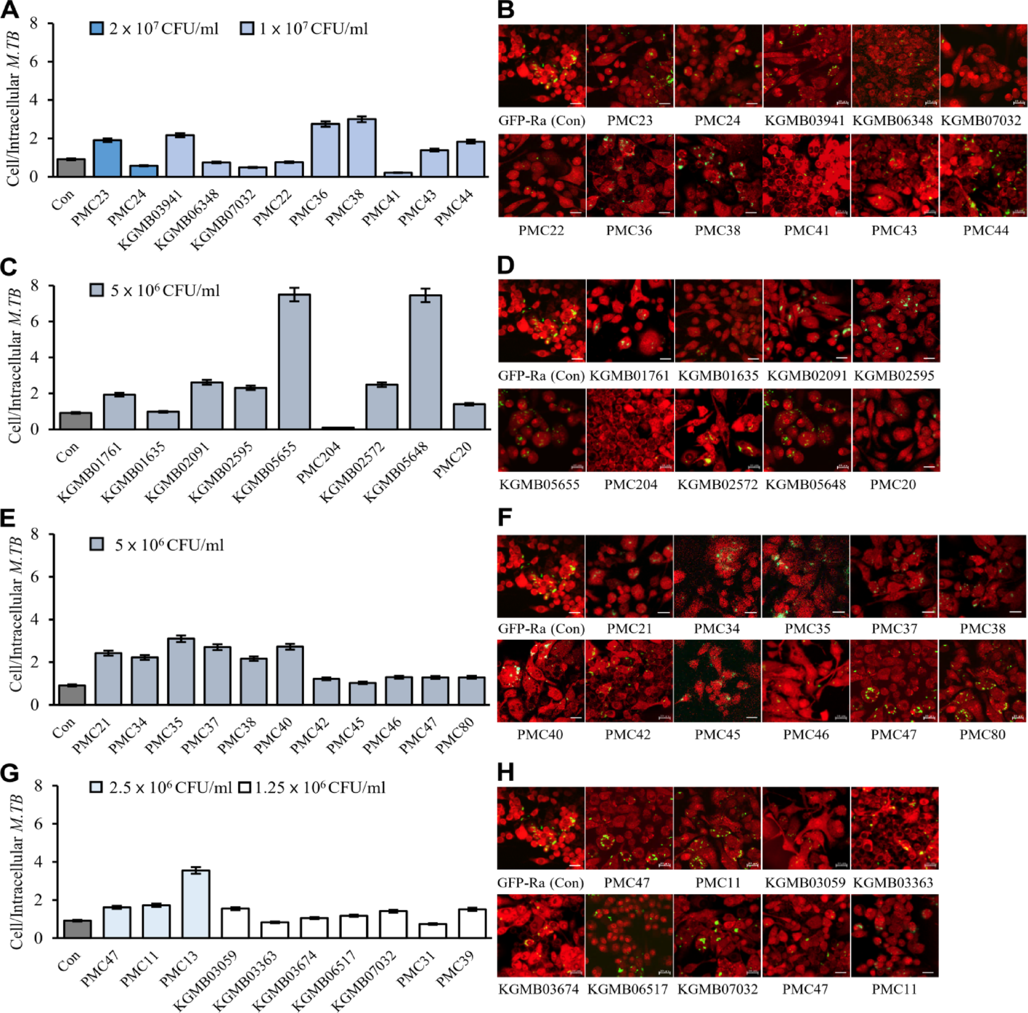 Therapeutic potential of  PMC204 membrane vesicles against drug-resistant