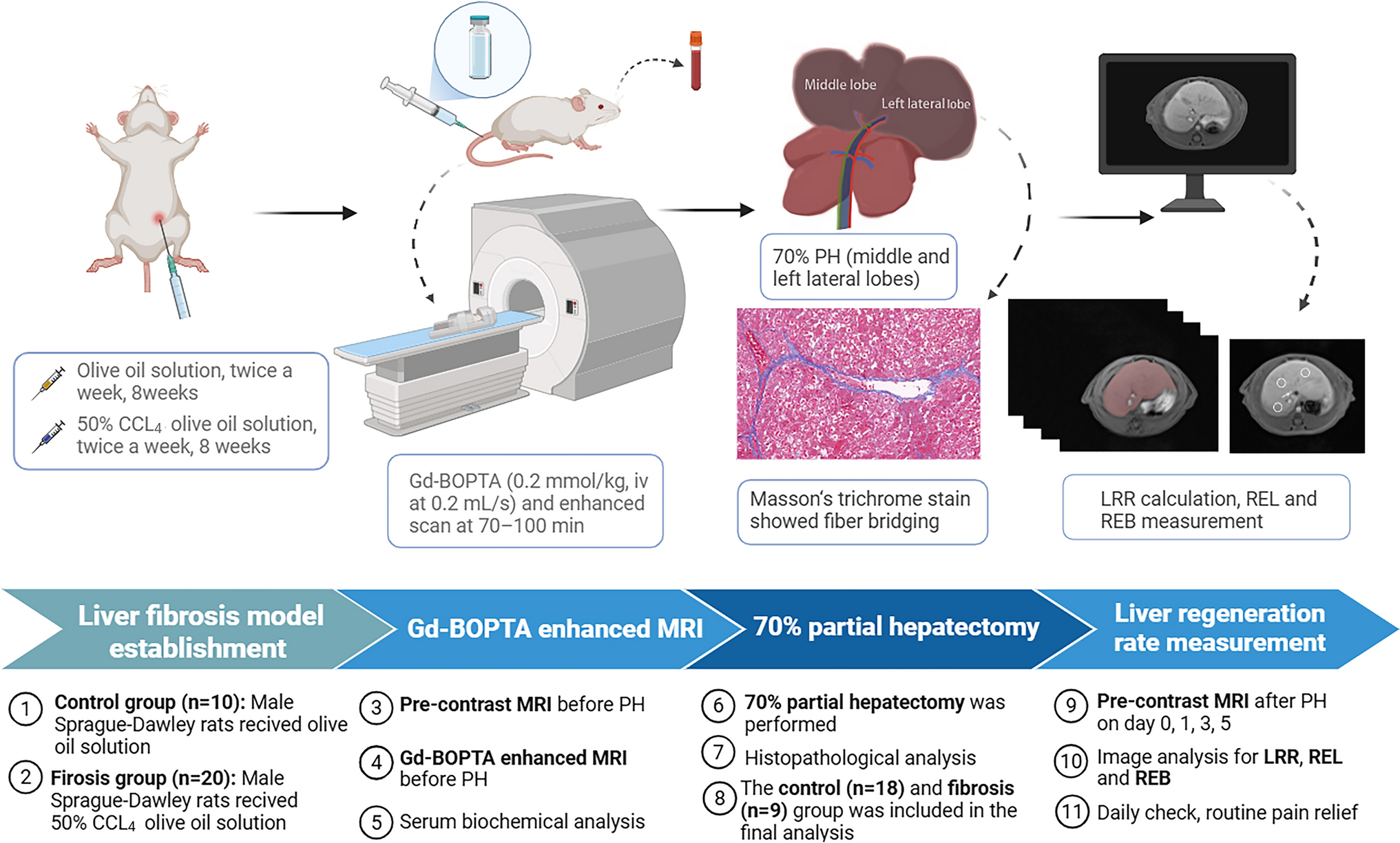 Gadobenate dimeglumine-enhanced MRI at hepatobiliary phase can predict liver regeneration after partial hepatectomy in fibrotic rats