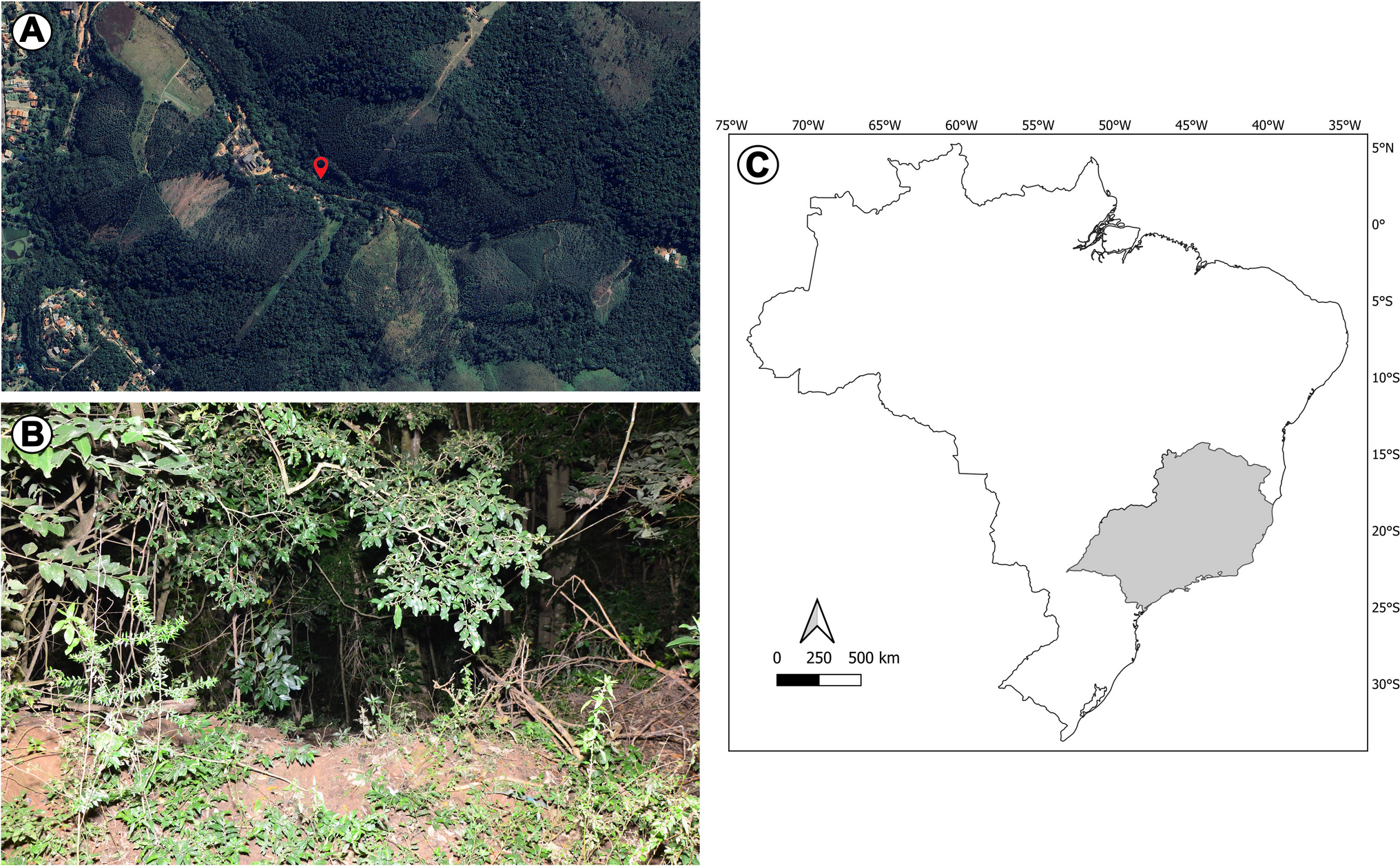 Postmortem Interval Estimation Based on the Developmental Patterns of  (Fabricius) (Diptera, Calliphoridae) and  ()  (Curran & Walley) (Diptera, Sarcophagidae): a Case in Southeastern Brazil
