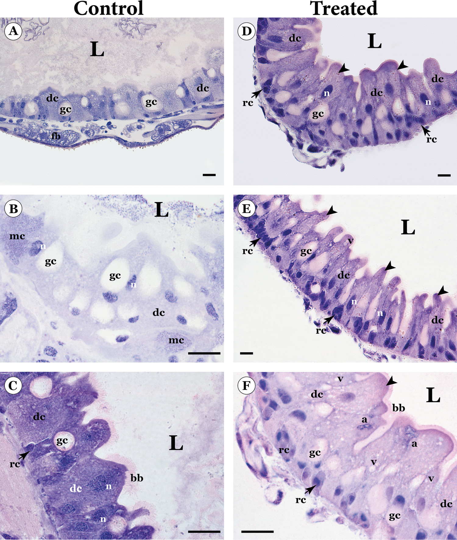 Chlorfenapyr-based Insecticide Induces Midgut Damage in the Tomato Leaf Miner  Meyrick, 1917 (Lepidoptera: Gelechiidae) Larvae