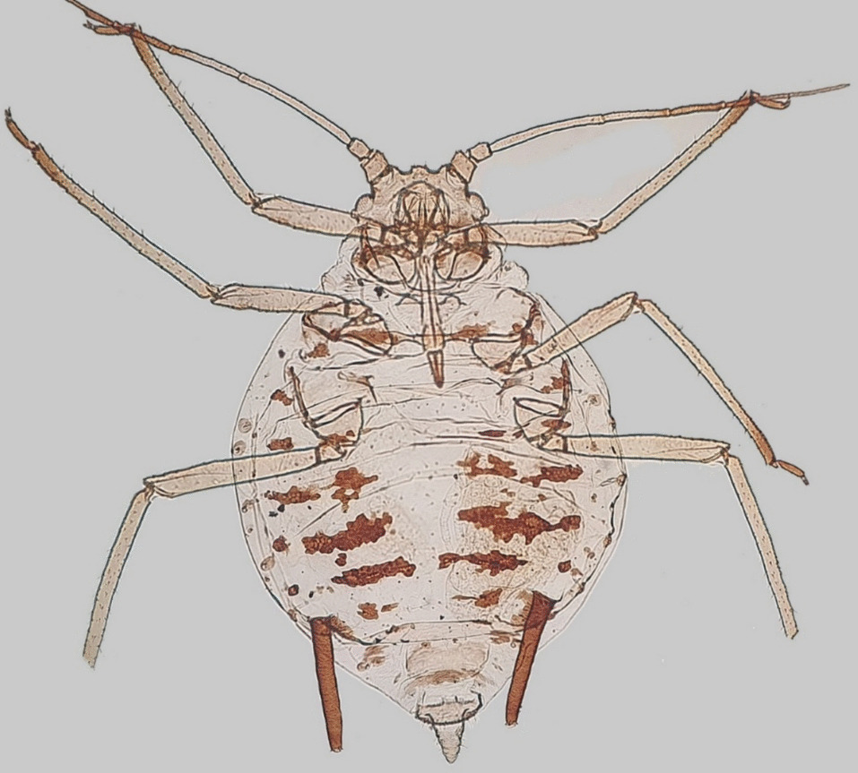 Aphids Associated With Caryophyllaceae in Iran With Description of a New Species (Hemiptera: Aphididae)