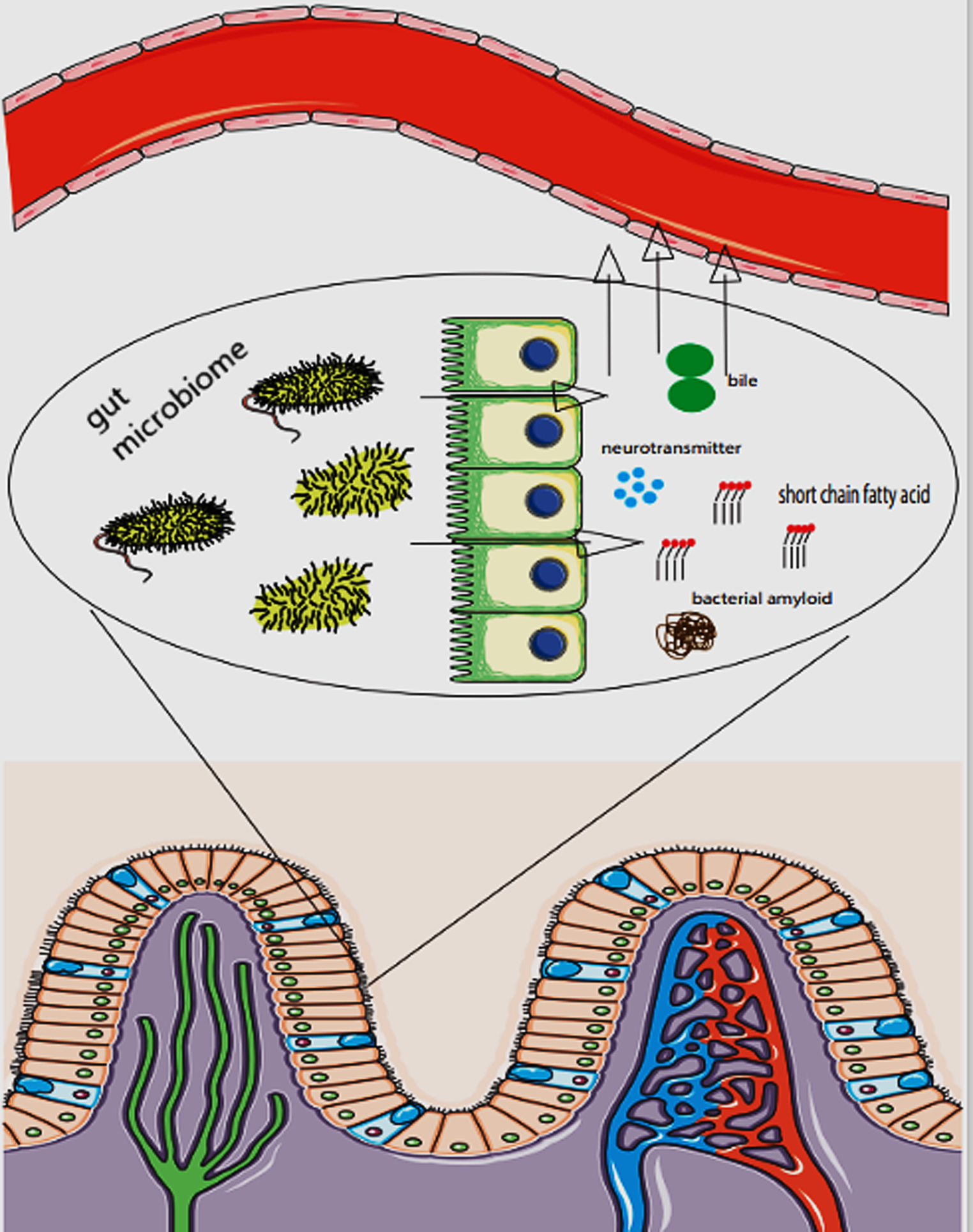 A recent update on involvement of gut microbiota alterations in alzheimer’s disease pathogenesis