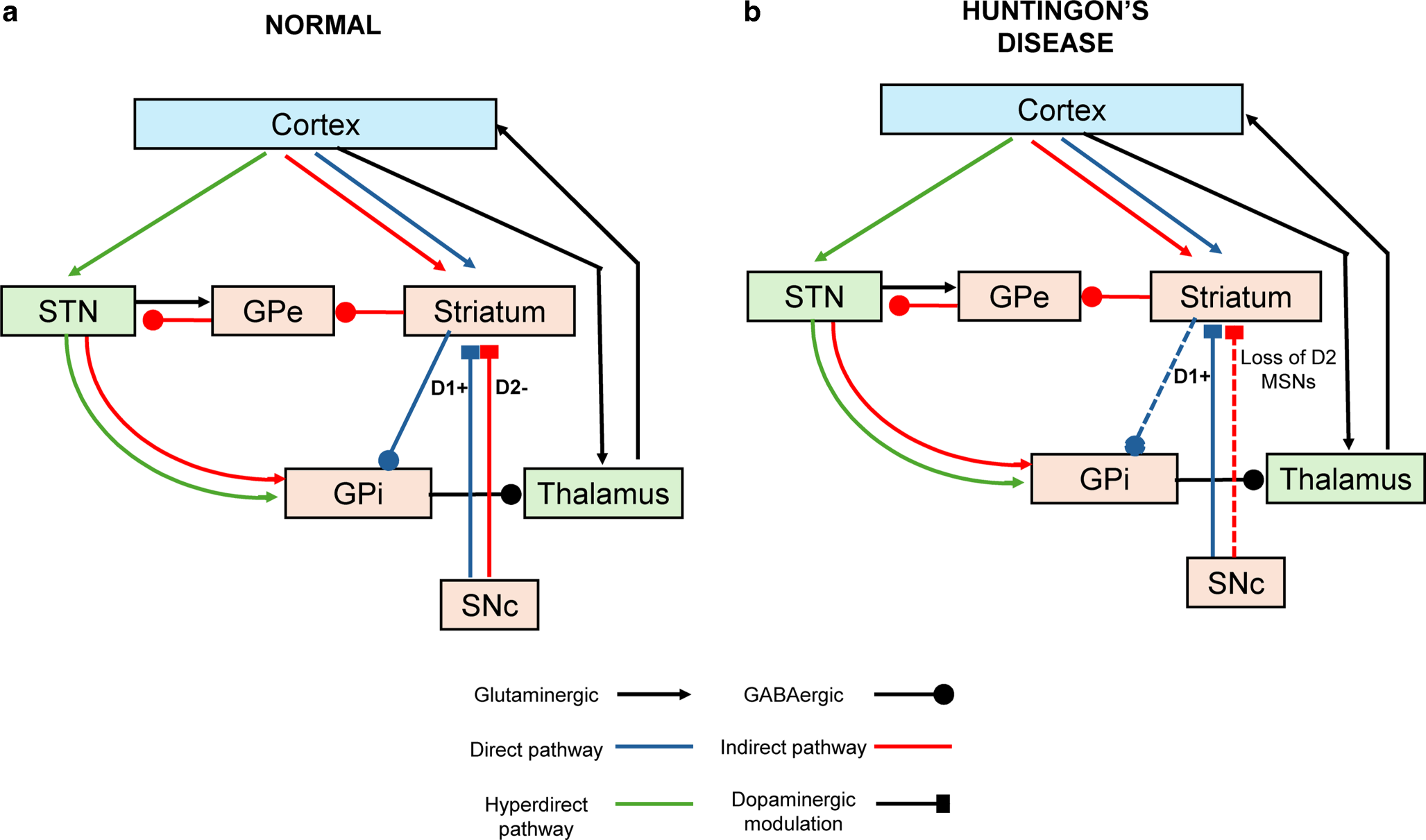 Huntington’s disease: neurophysiological insights into molecular mechanisms, disease models, and therapeutic strategies