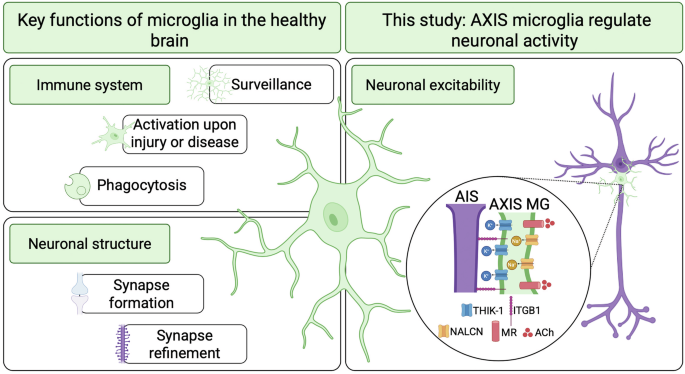 AXIS of excitability: microglia promote neuronal firing