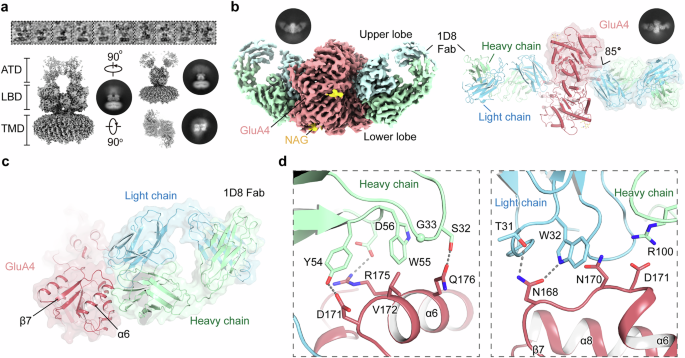 Assembly and gating mechanism of native AMPA receptors from the cerebellum