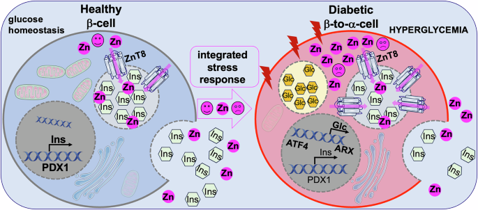 To β or not to β: think zinc (again)!