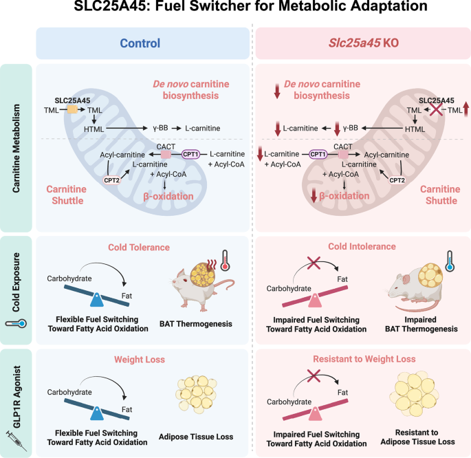 Carnitine biosynthesis governs fuel switching