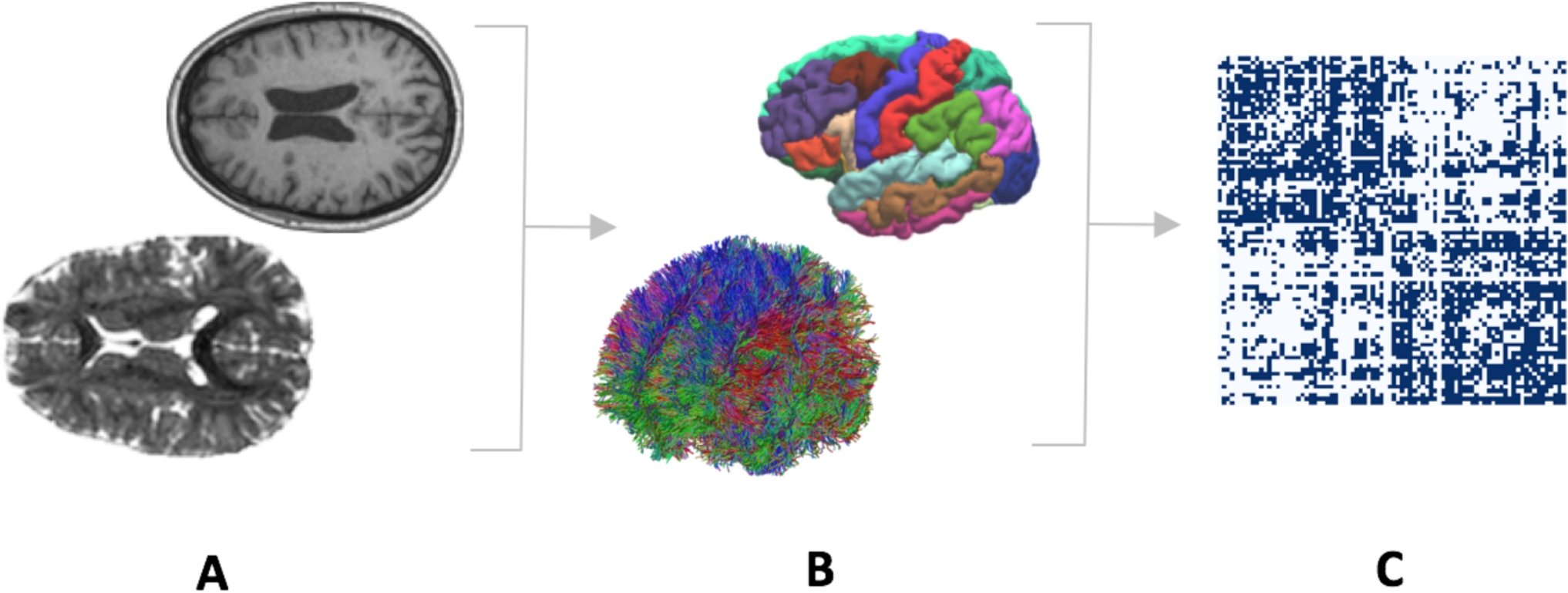 A Complex Network-Based Approach for Detecting and Characterizing Power Neurons in Drosophila