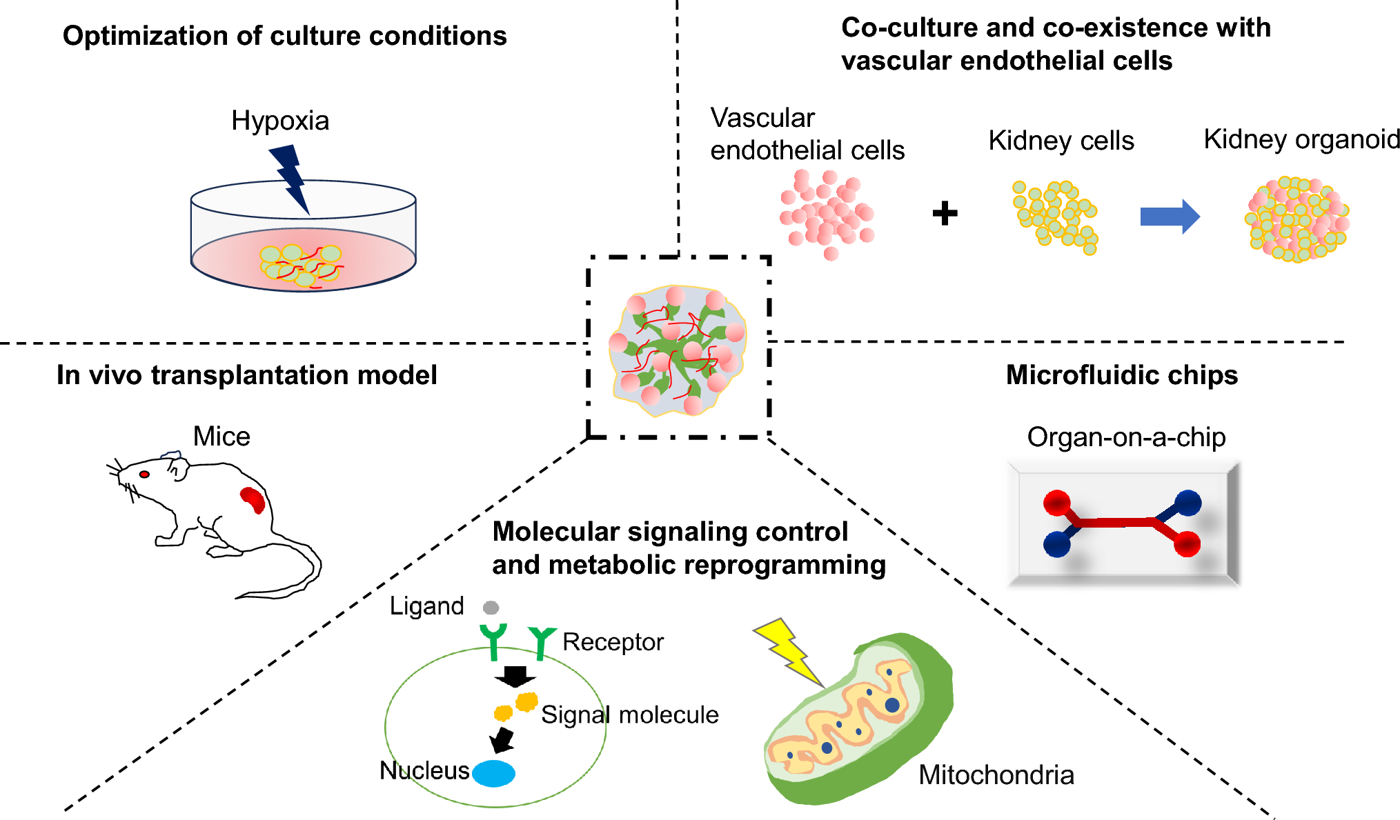 Vascularization and maturation of kidney organoids: a comprehensive review of technological trends and challenges