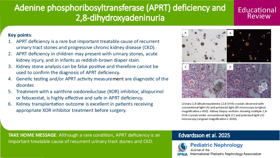Adenine phosphoribosyltransferase deficiency and 2,8-dihydroxyadeninuria