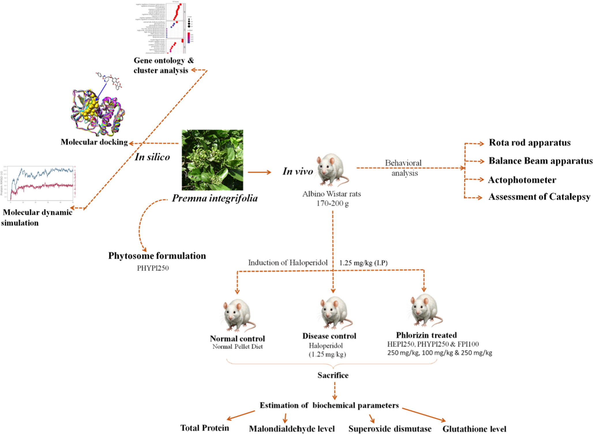 Neuroprotective effects of  nano-phytosomes in haloperidol-induced Parkinson’s rat model: A computational-guided Olivil nanoformulation delivery approach