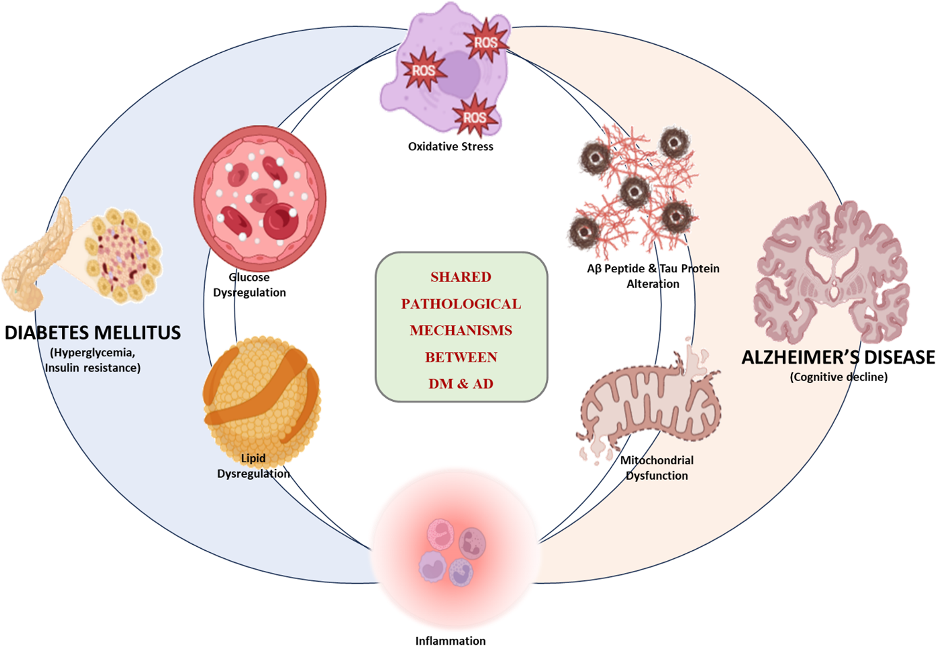 The metabolic roots of memory loss: interlinking the Diabetes-Alzheimer’s hypothesis