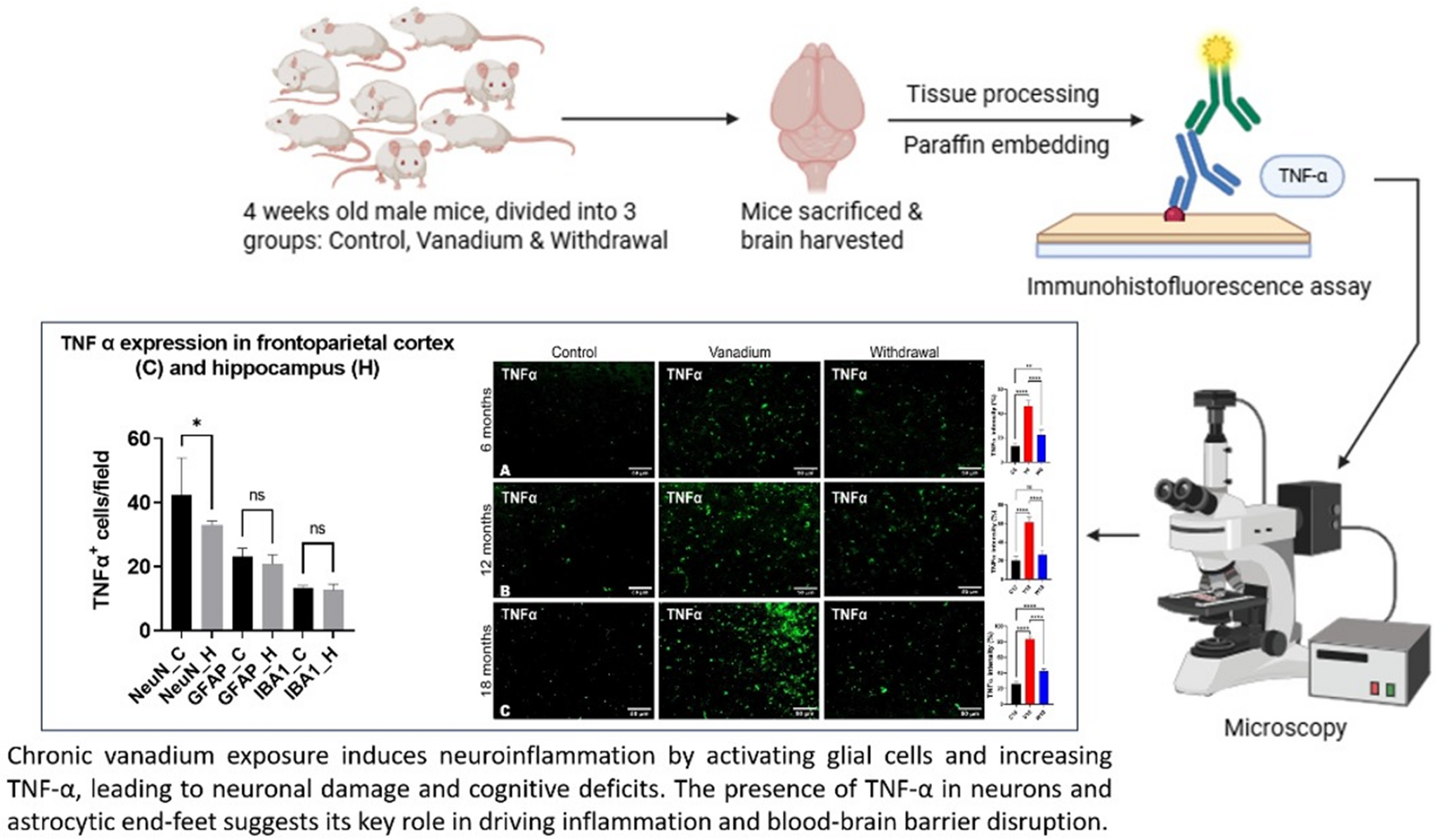 Neuroinflammatory profiles and cellular localization of TNF-α associated with chronic vanadium neurotoxicity
