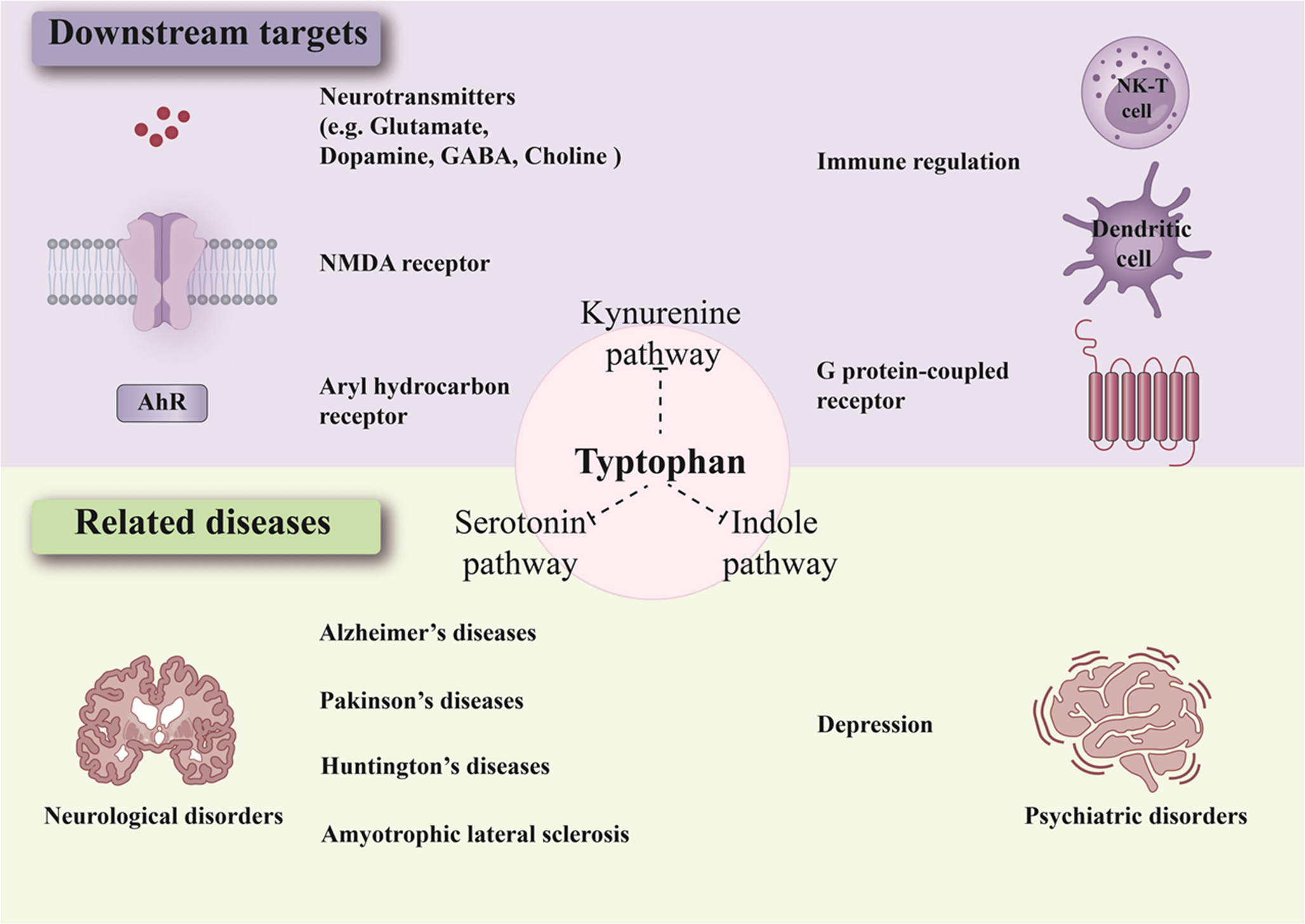 Tryptophan metabolism alterations in neurological and psychiatric diseases: Molecular mechanisms and pharmacological targets