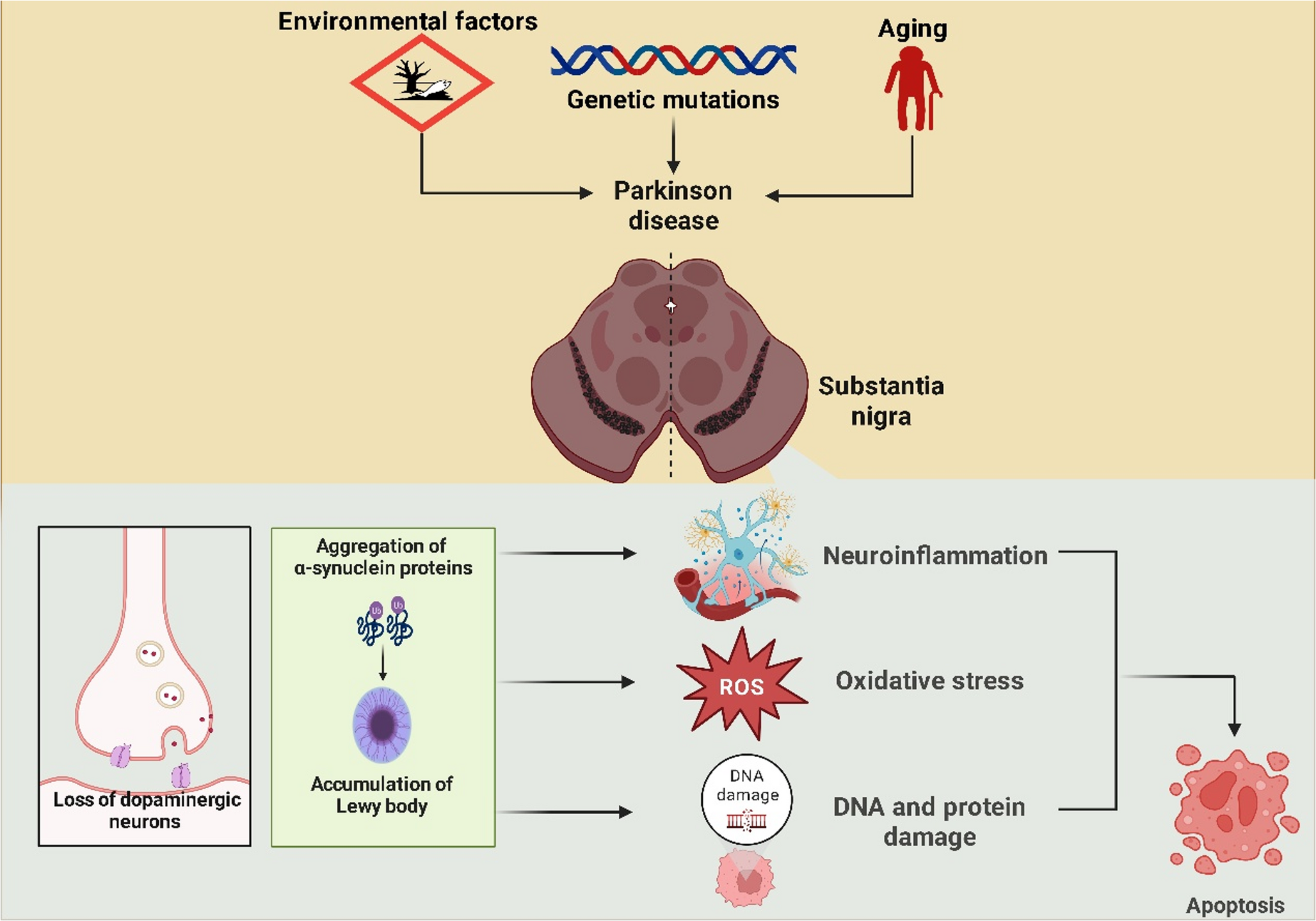 Role of insulin-like growth factor-1/2 and related signaling in parkinson’s disease