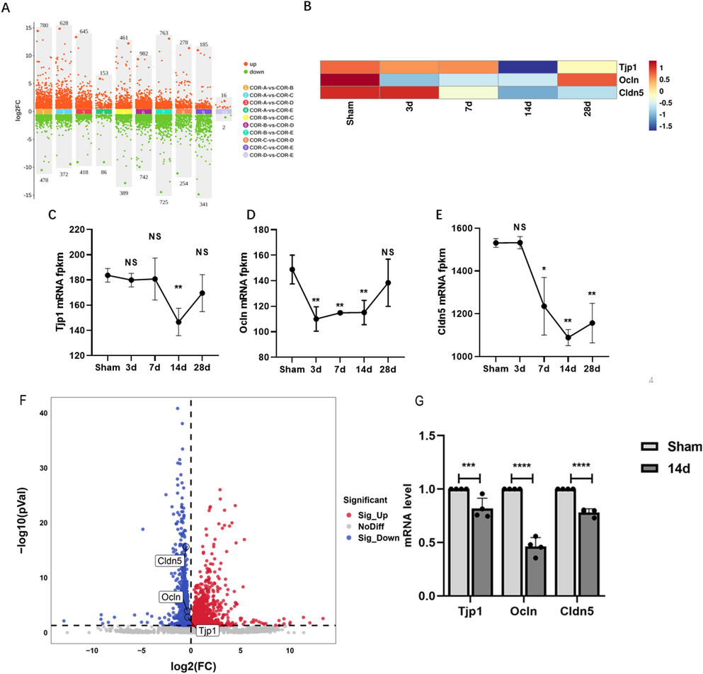 Simvastatin Ameliorates Lipid Metabolism-Mediated Endothelial Inflammation and Tight Junction Impairment in Chronic Cerebral Hypoperfusion