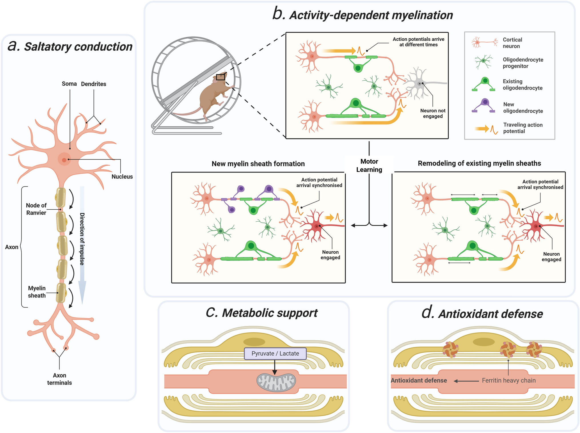Myelin Lipid Reserves as a Conditional Metabolic Buffer: Implications for Alzheimer’s Disease and Ischemic Stroke