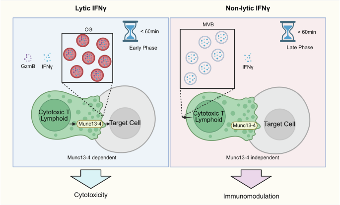 Defining lytic IFNγ for deciphering the CTL mechanism