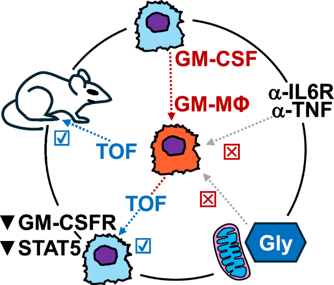 Mechanistic impasses: tofacitinib treatment ameliorates GM-CSF-driven macrophage inflammation