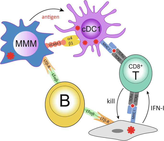 B cells help cross-priming antiviral CD8⁺ T cells