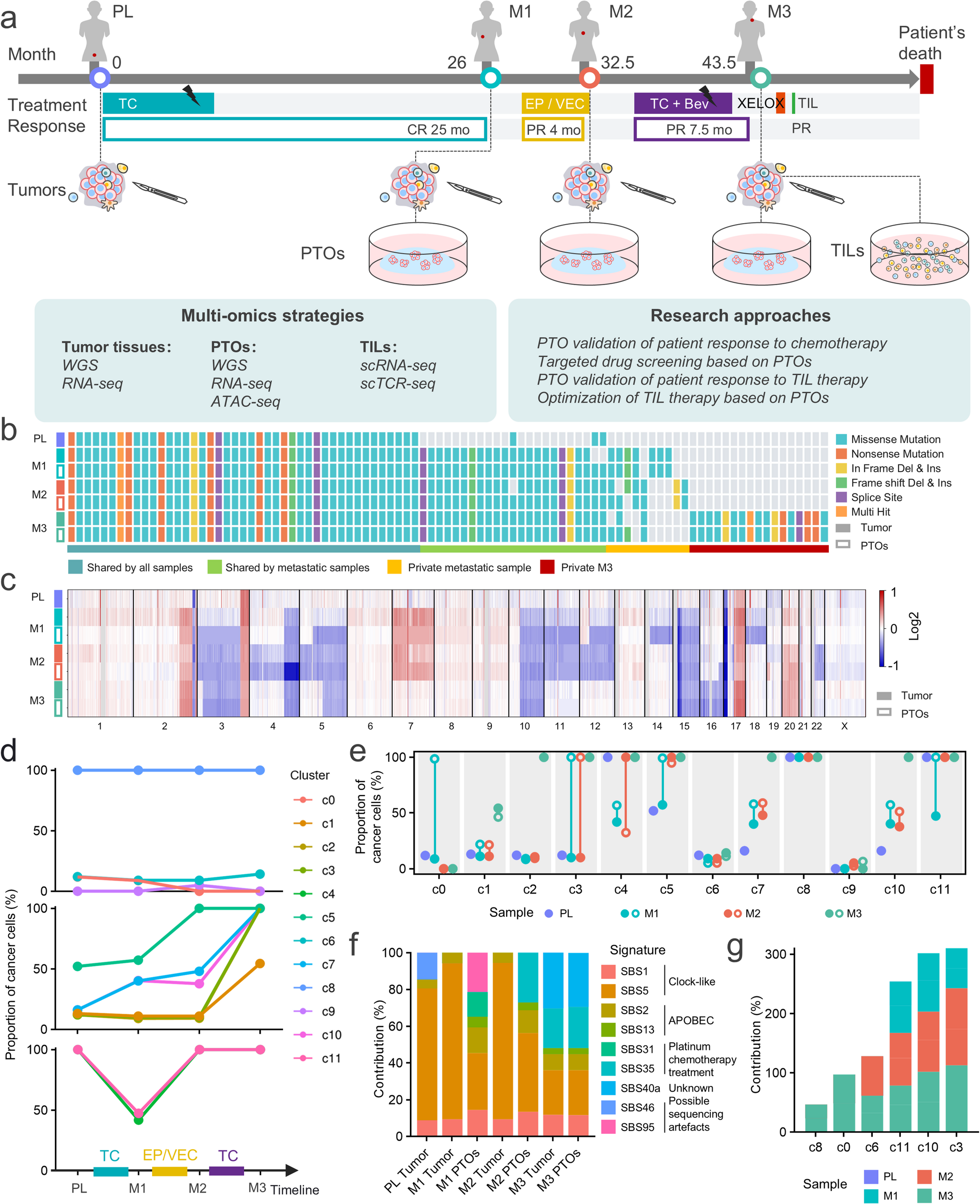 Discover personalized drug opportunity and optimized tumor-infiltrating lymphocyte therapy for rare cancer: an organoid-based whole-journey clinical mapping study in a neuroendocrine cancer patient