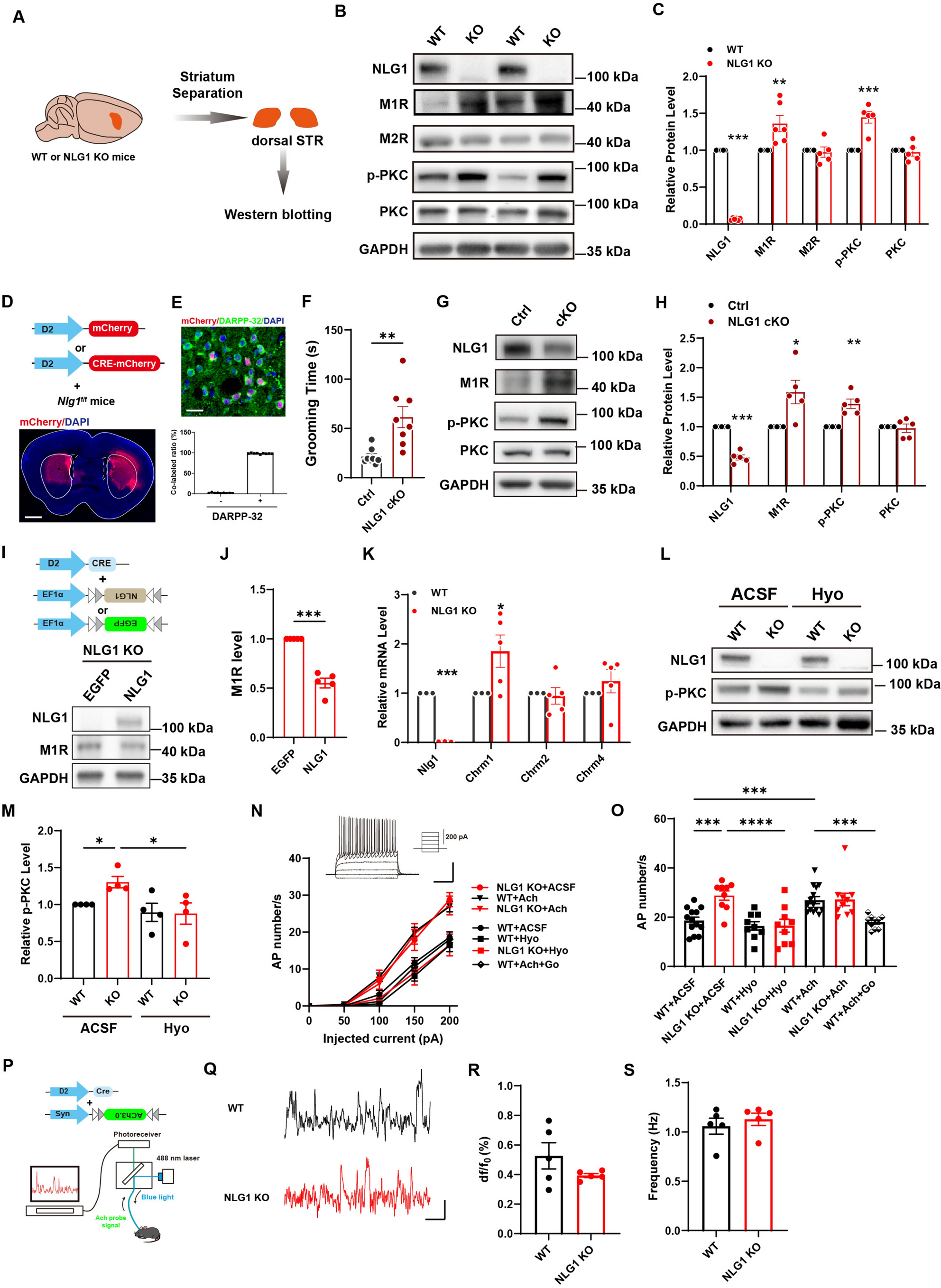 Hyoscyamine Ameliorates Repetitive Behavior in NLG1 and SHANK3 Deficient-Mice