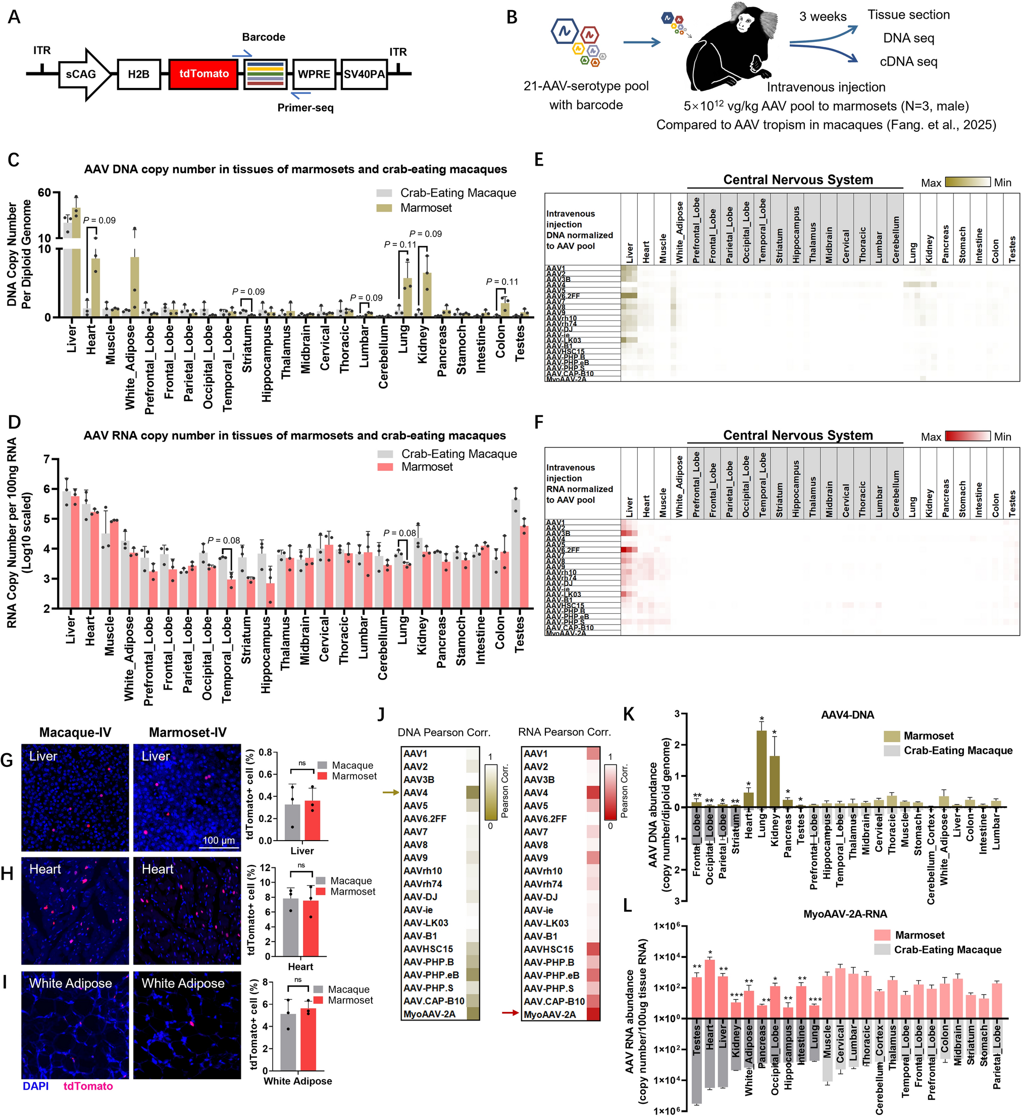 A Comprehensive Study of AAV Tropism in the Marmoset Brain