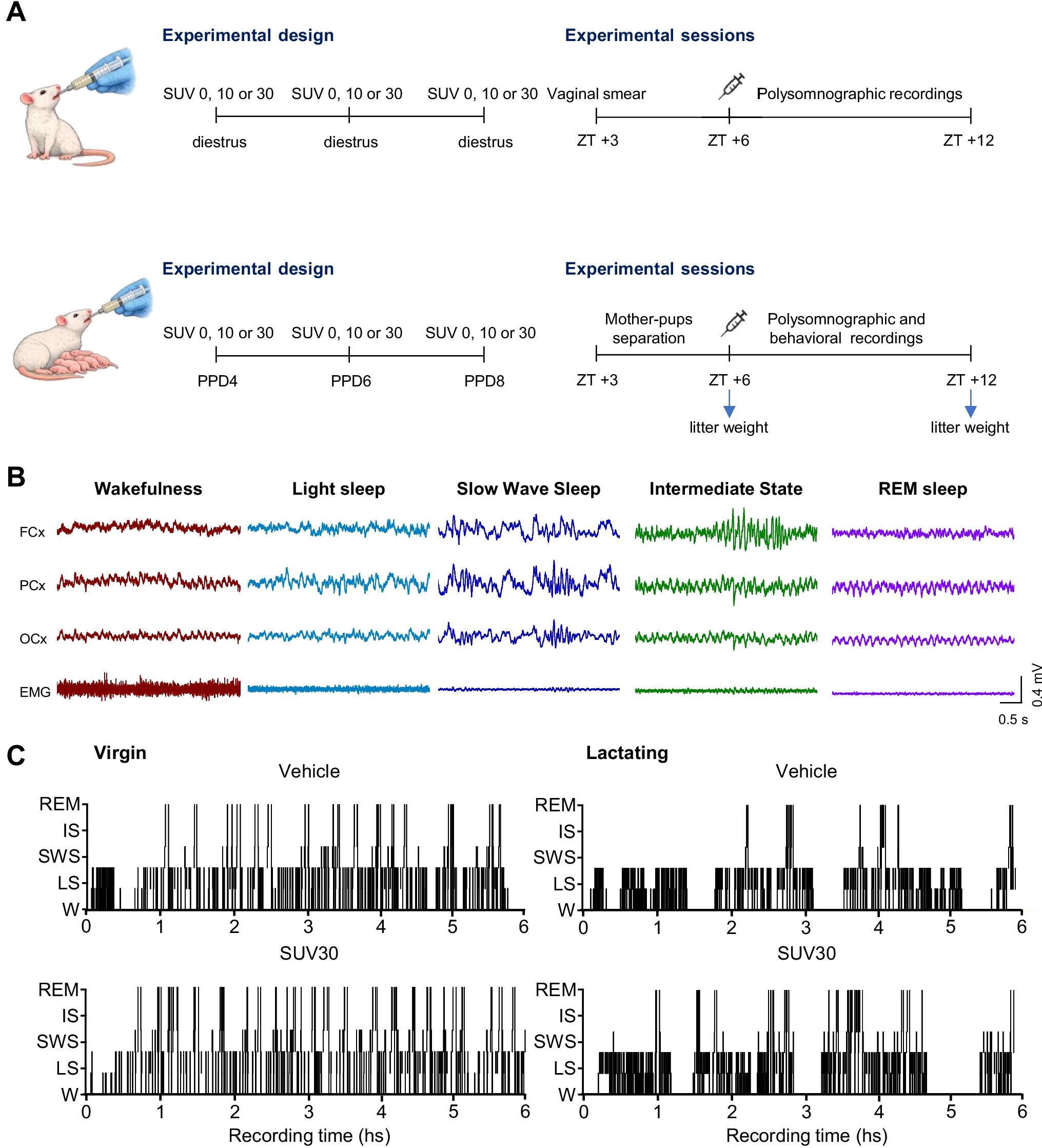 Dual hypocretin receptor antagonists enhance sleep and nursing behavior in lactating rats
