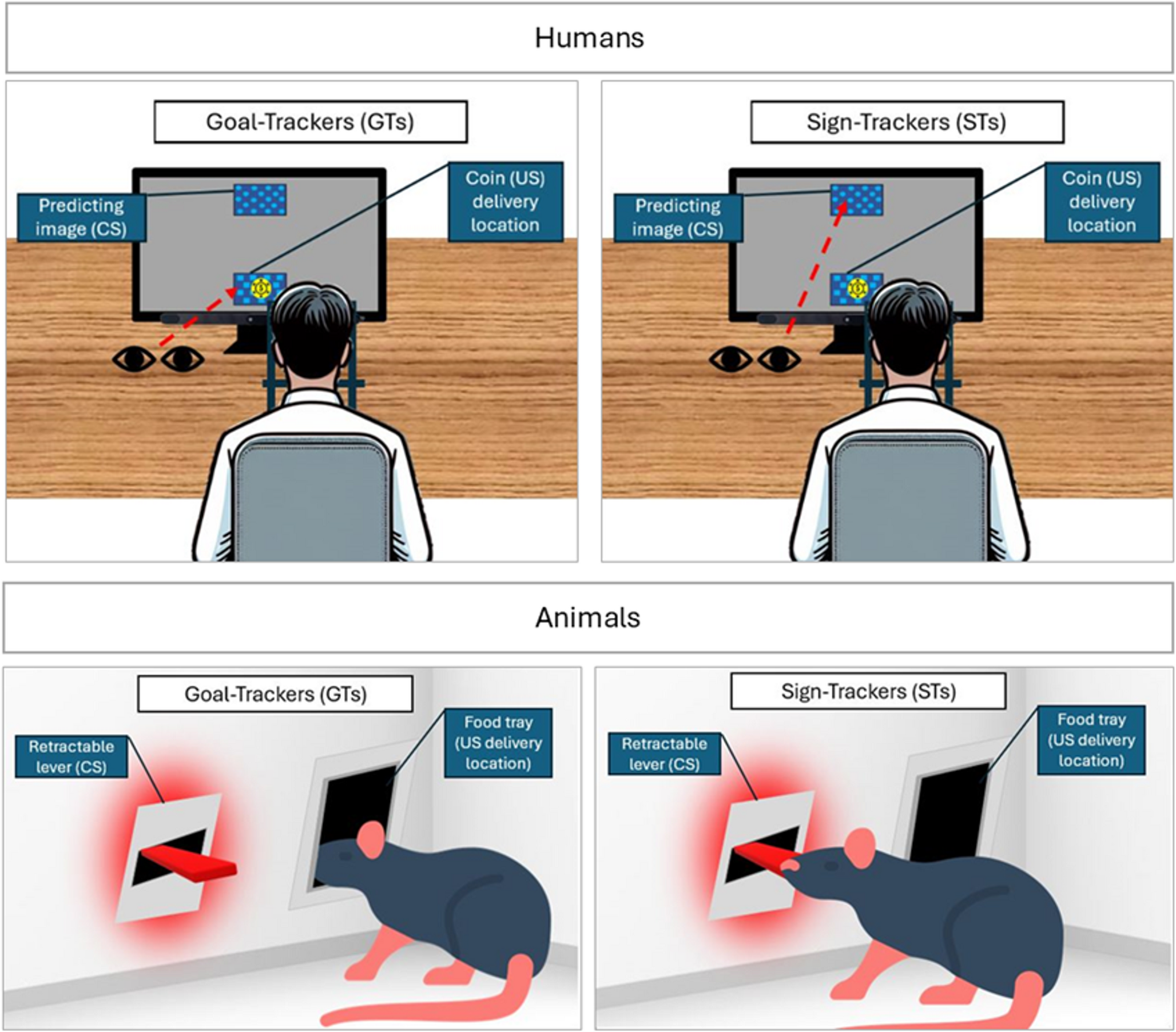 The effects of reward uncertainty and alcohol intoxication on human sign- and goal-tracking